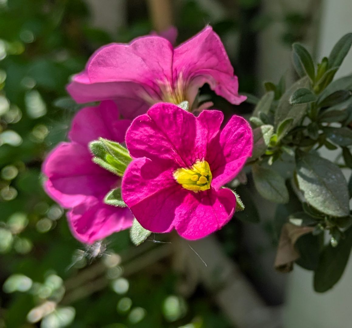 Spring Treasures by Sue Cartwright, Spiral Leaf