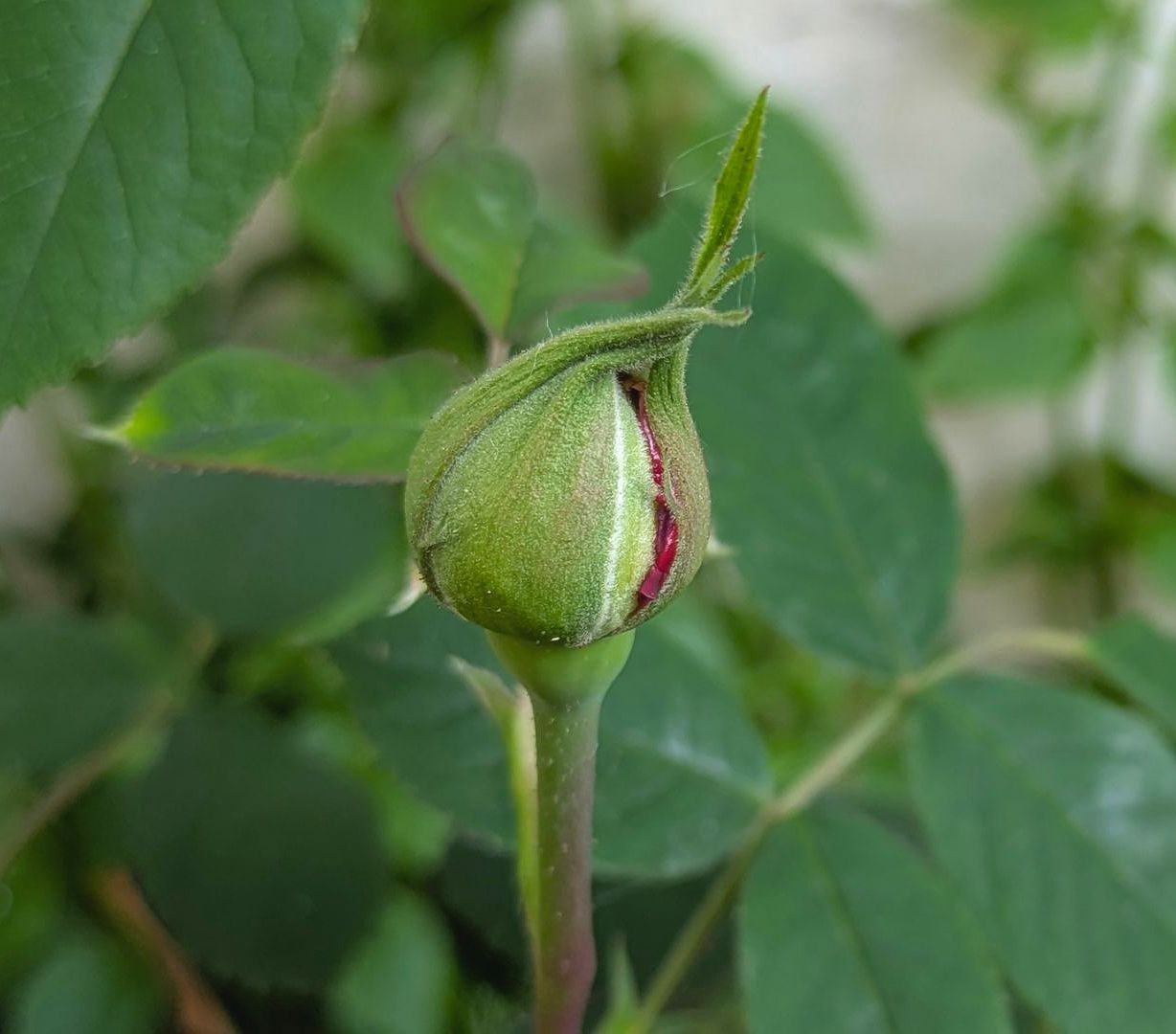Spring Treasures by Sue Cartwright, Spiral Leaf