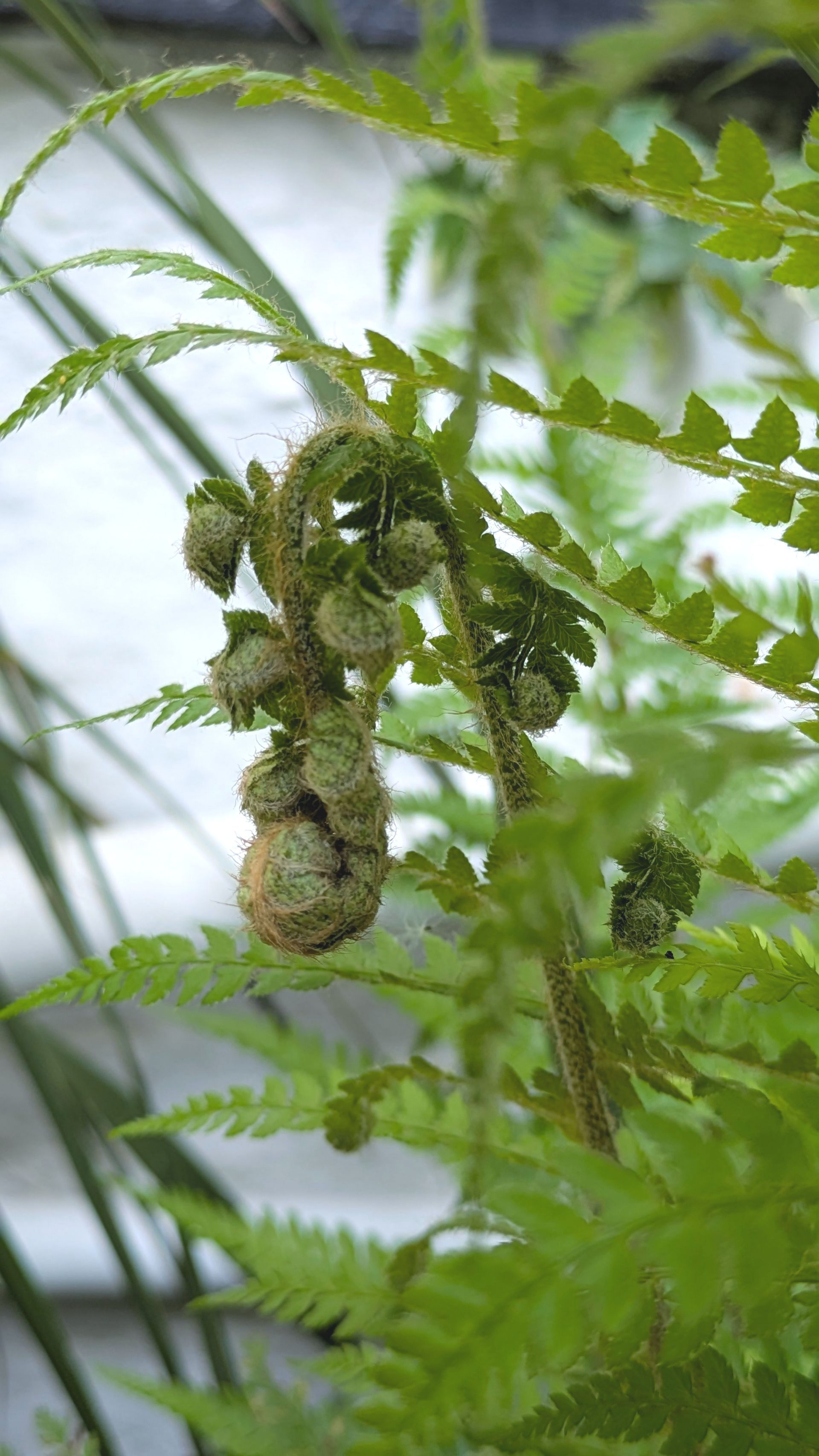 Sacred Space Gallery - Photographs by Sue Cartwright, Spiral Leaf
