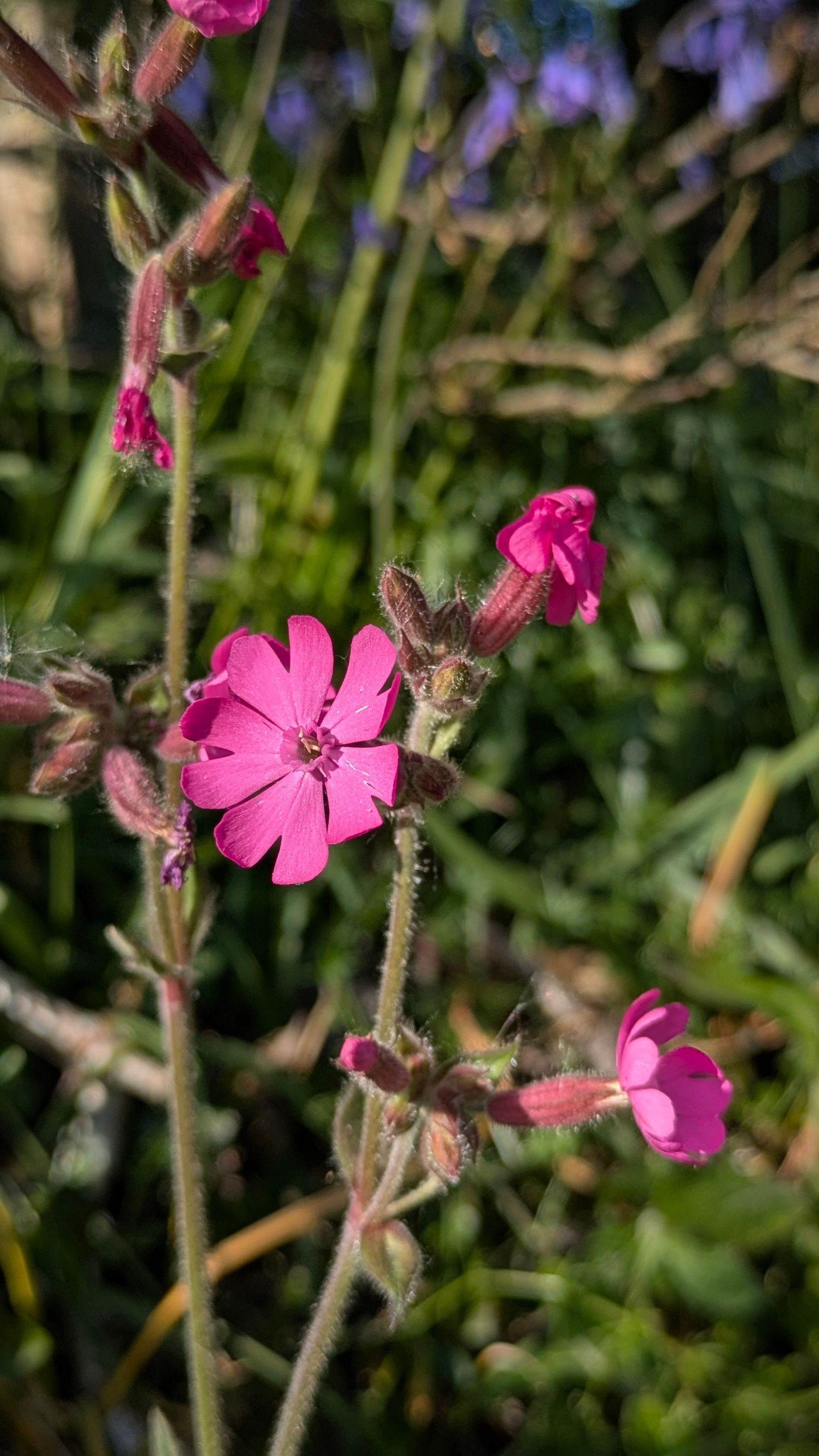Spring Treasures Gallery - Photograph by Sue Cartwright, Spiral Leaf