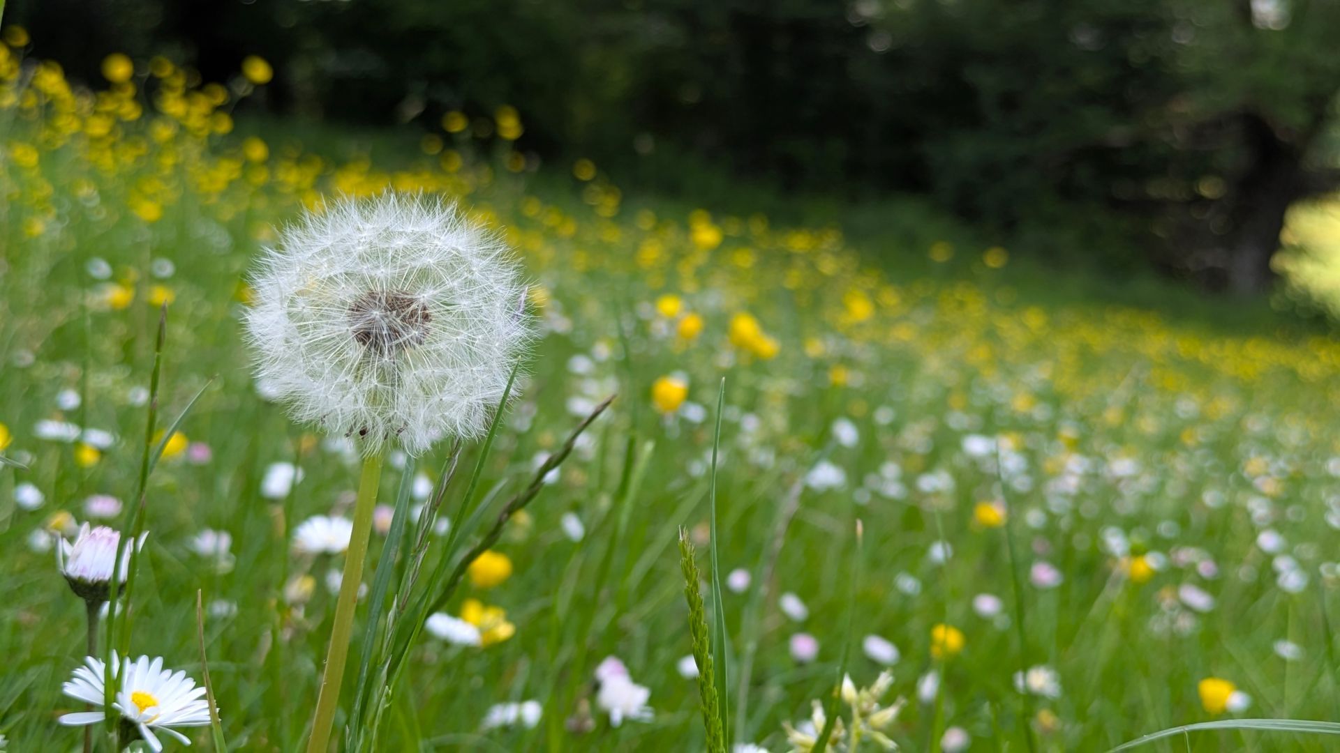 Videos Inspired by Nature by Sue Cartwright, Spiral Leaf VIdeos