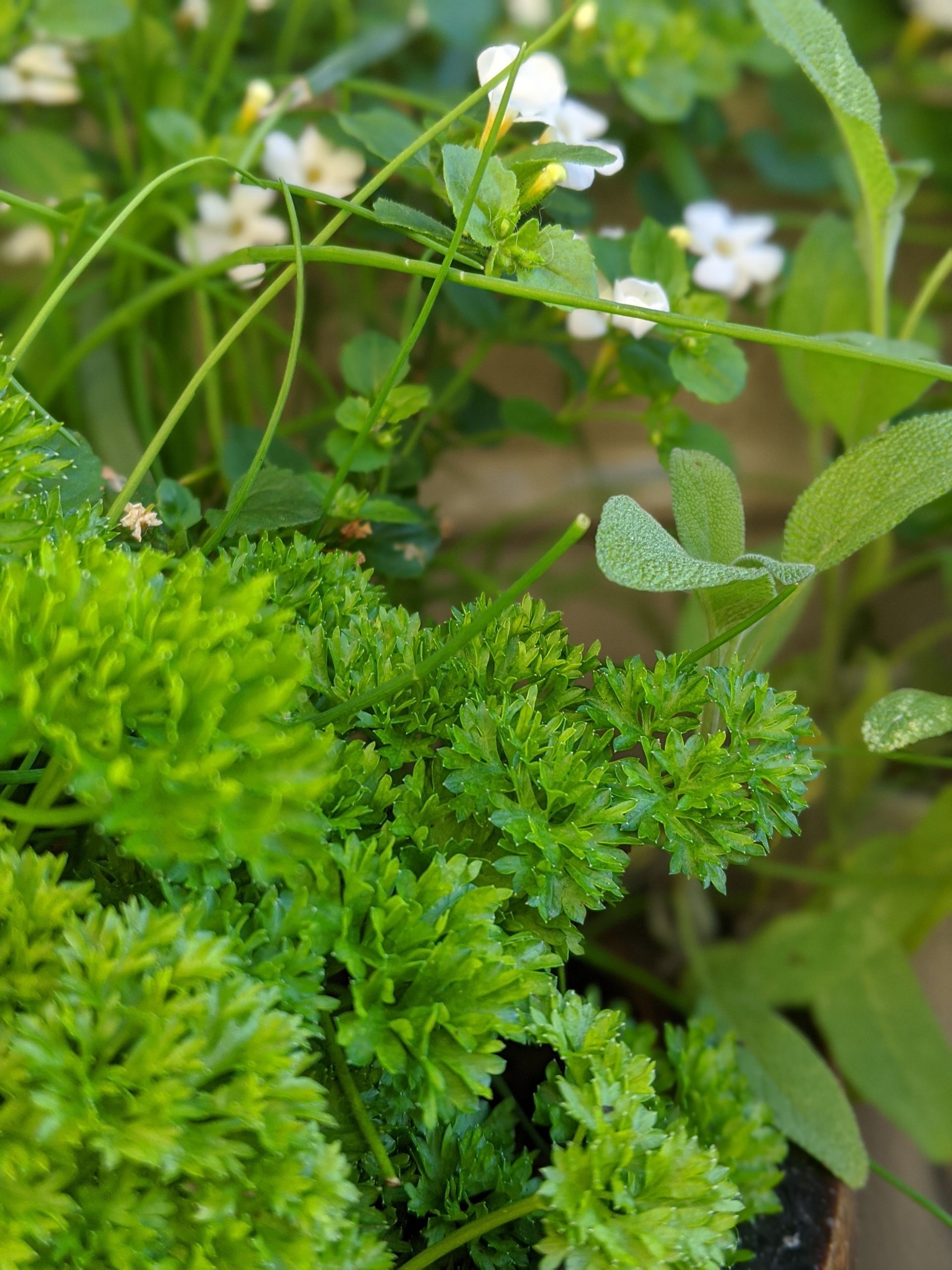 A Healing Herb (Parsley) - Photograph by Sue Cartwright, Spiral Leaf