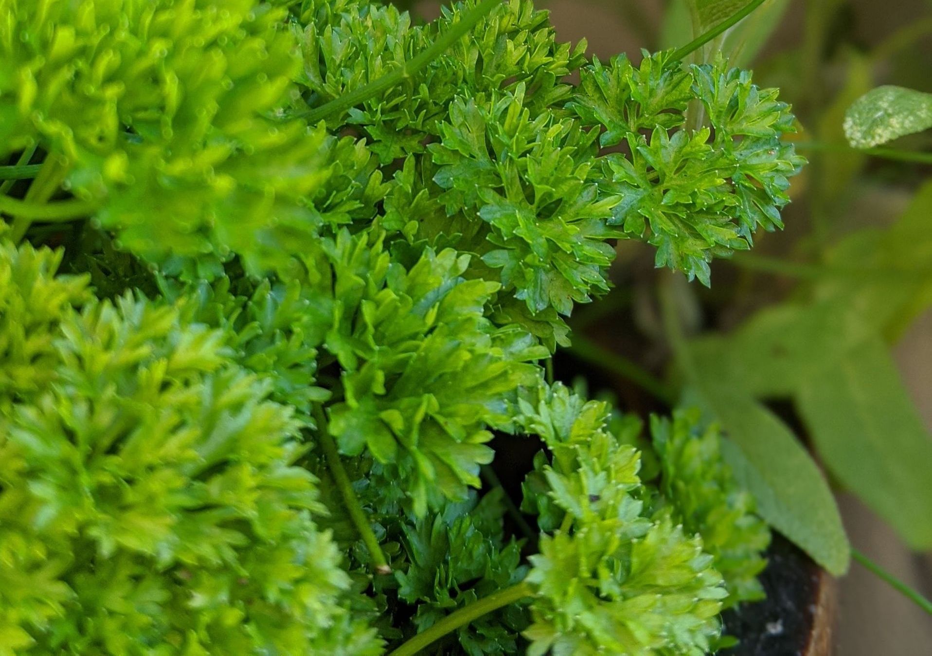 A Healing Herb (Parsley) by Sue Cartwright, Spiral Leaf