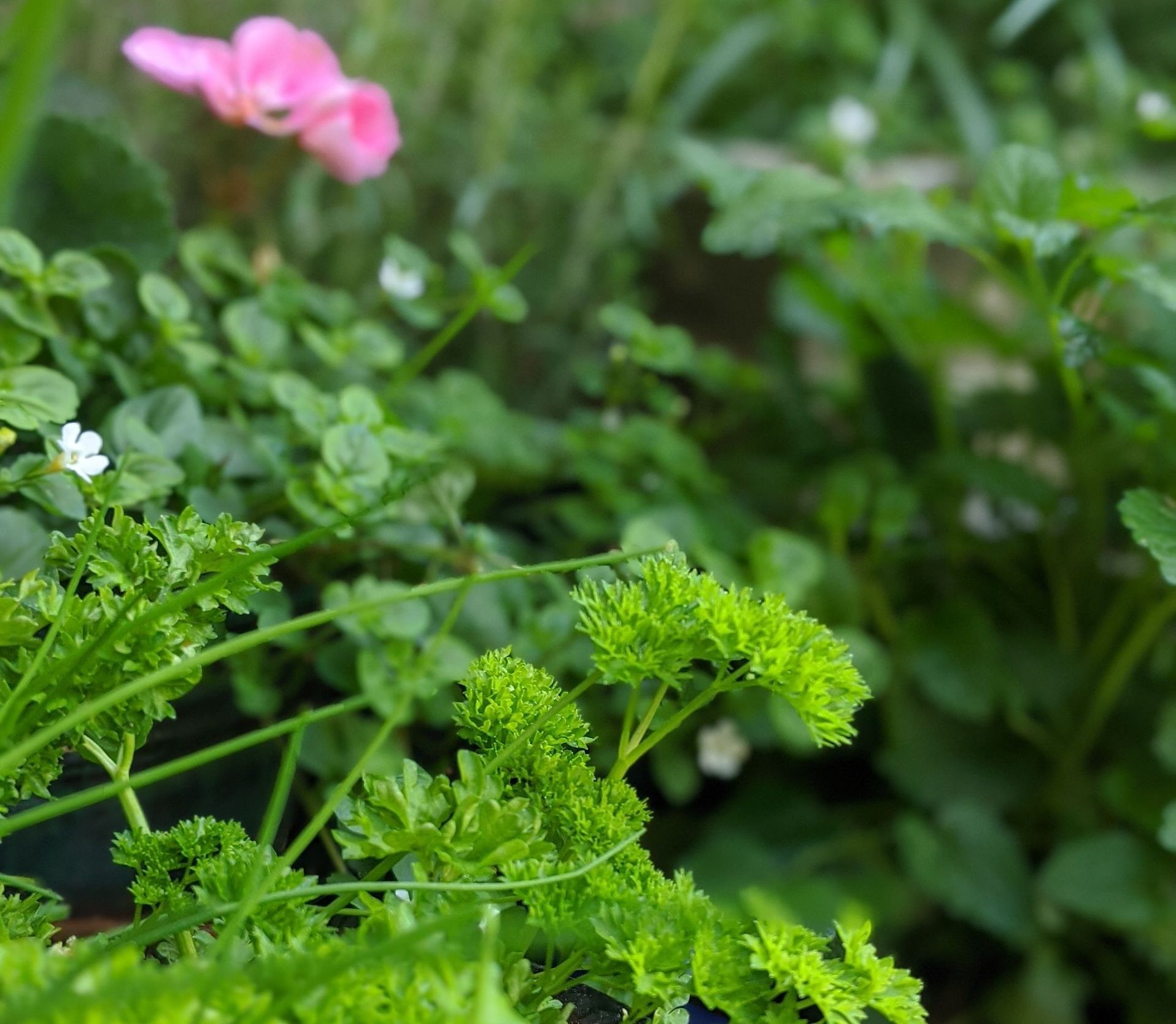 A Healing Herb (Parsley) by Sue Cartwright, Spiral Leaf