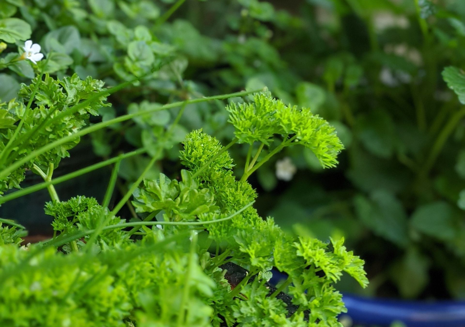 A Healing Herb (Parsley) by Sue Cartwright, Spiral Leaf