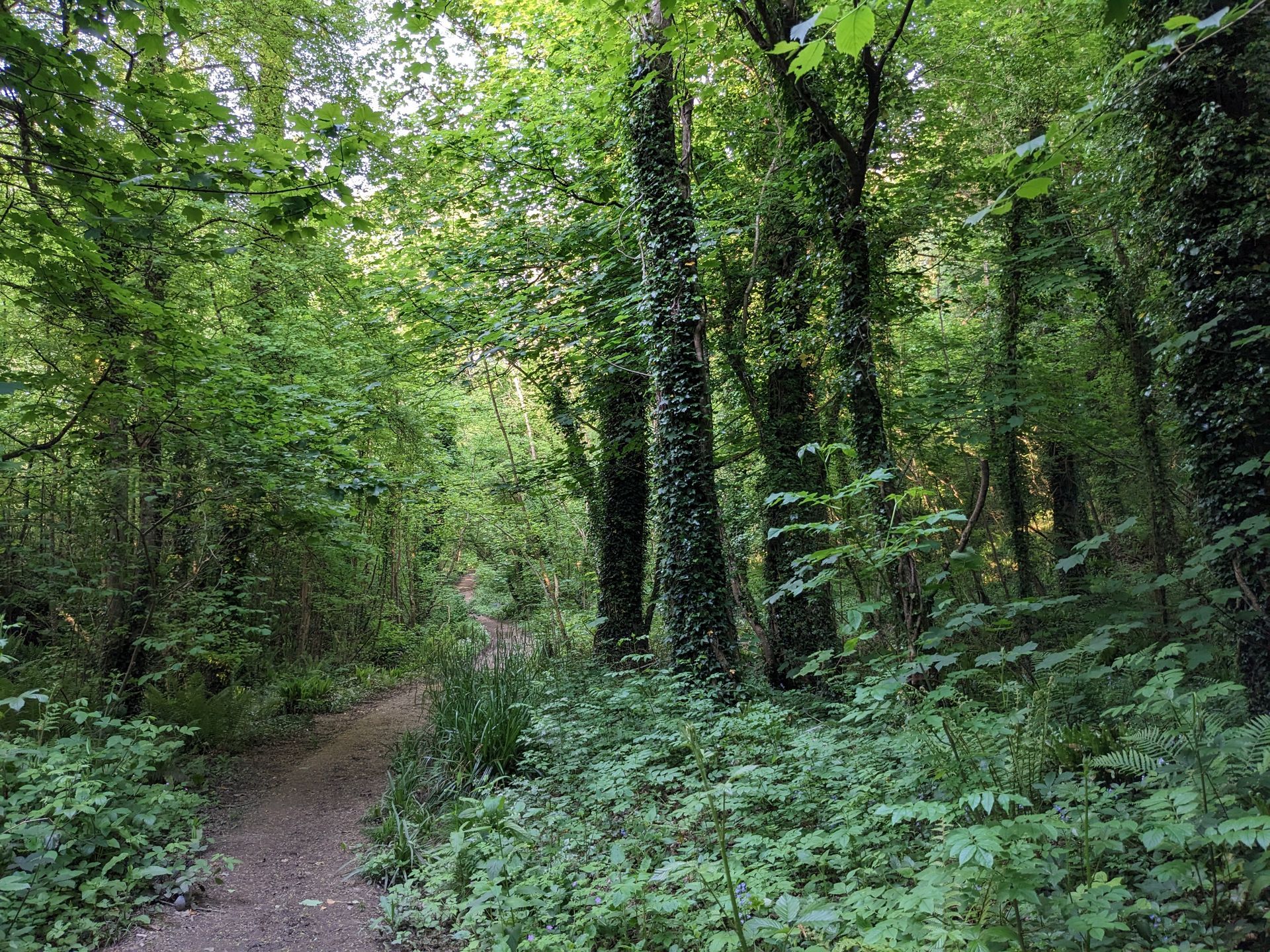Pathway Gallery - Photograph by Sue Cartwright, Spiral Leaf