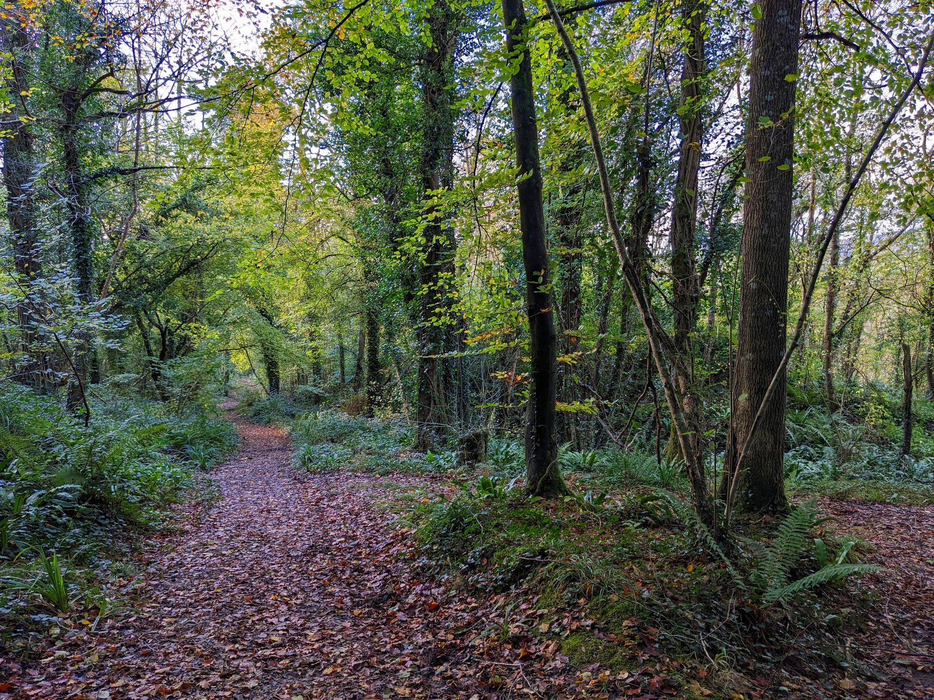 Pathway Gallery - Photograph by Sue Cartwright, Spiral Leaf