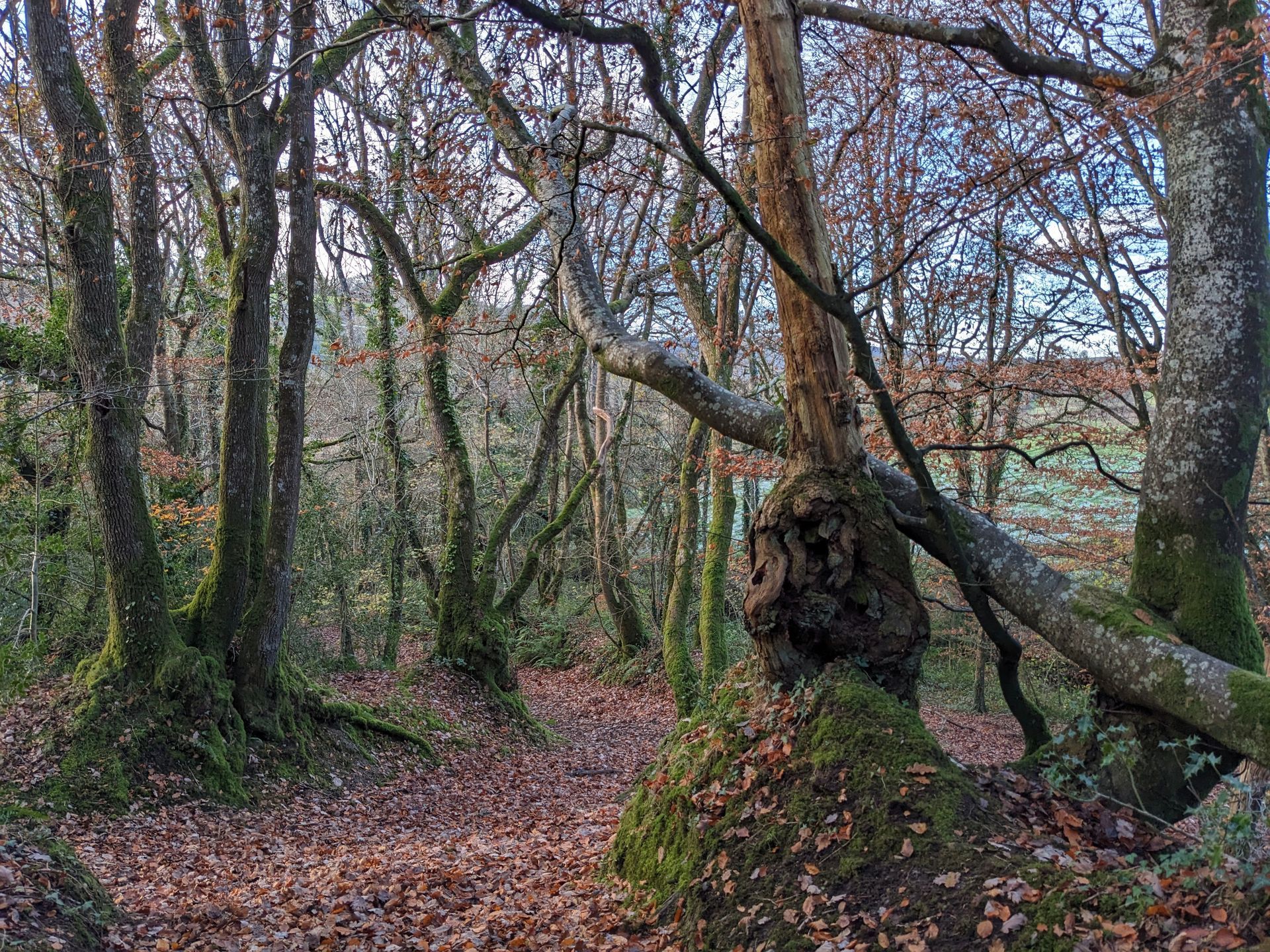 Pathway Gallery - Photograph by Sue Cartwright, Spiral Leaf