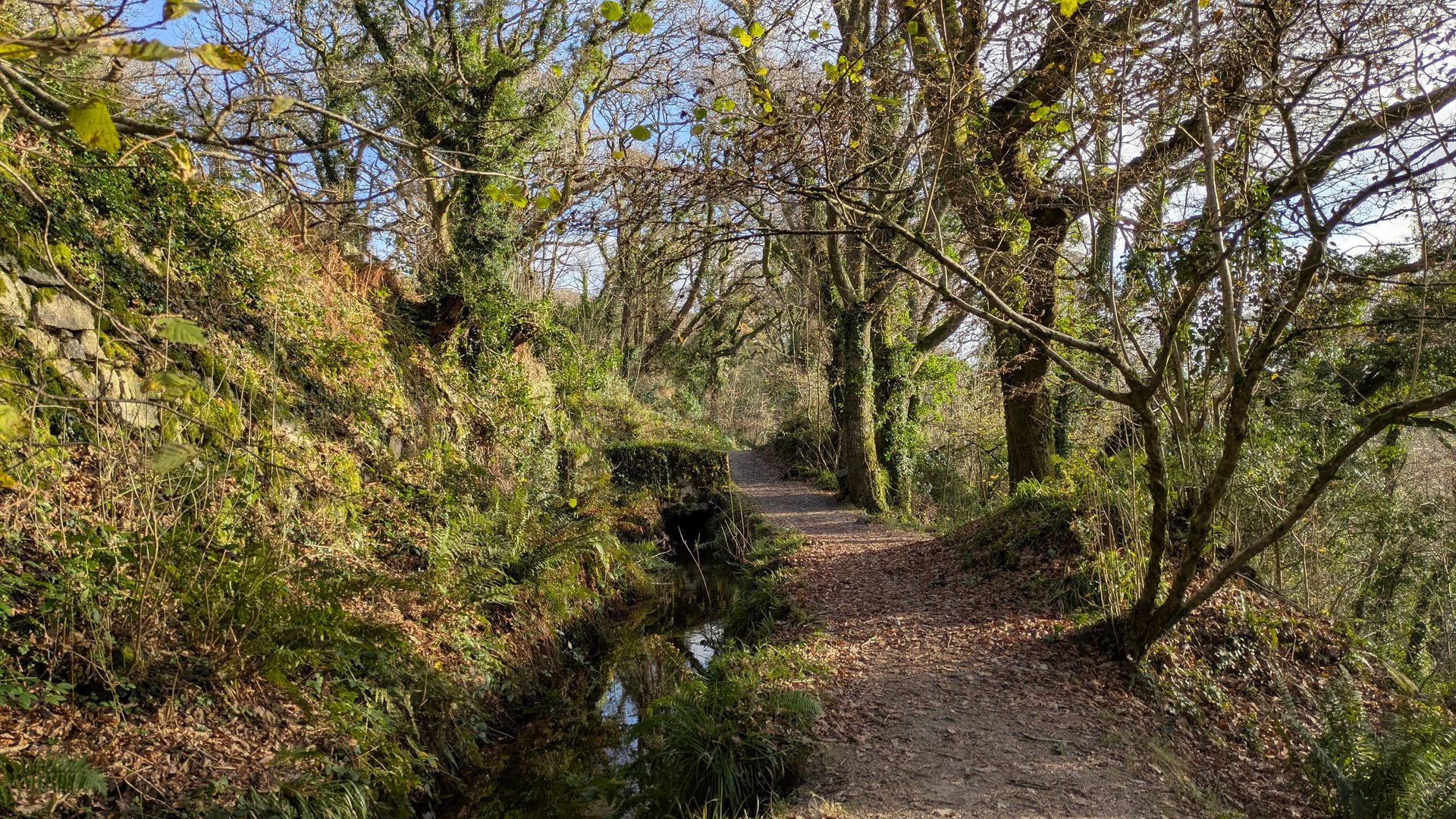 Pathway Gallery - Photograph by Sue Cartwright, Spiral Leaf