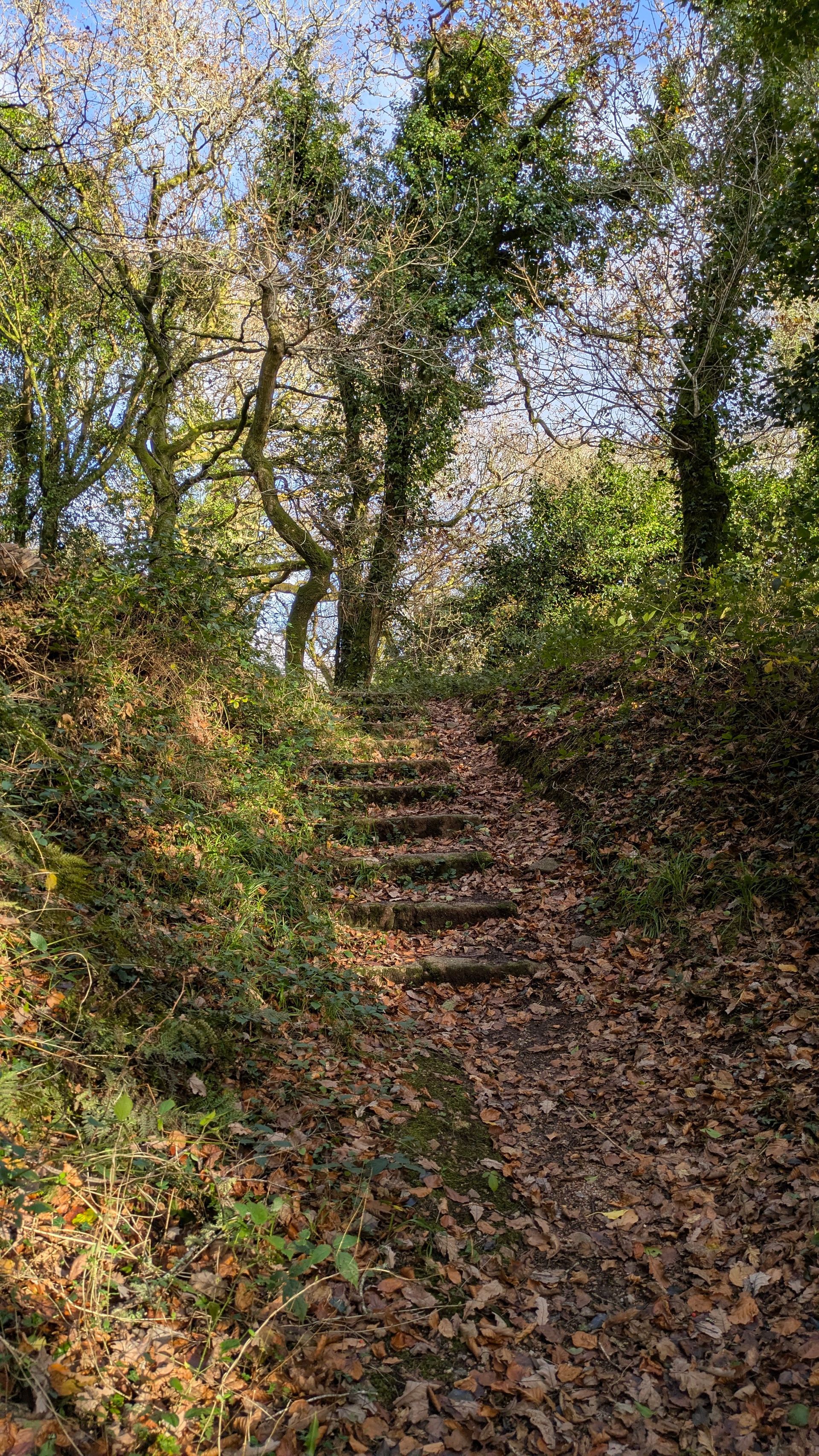 Pathway Gallery - Photograph by Sue Cartwright, Spiral Leaf