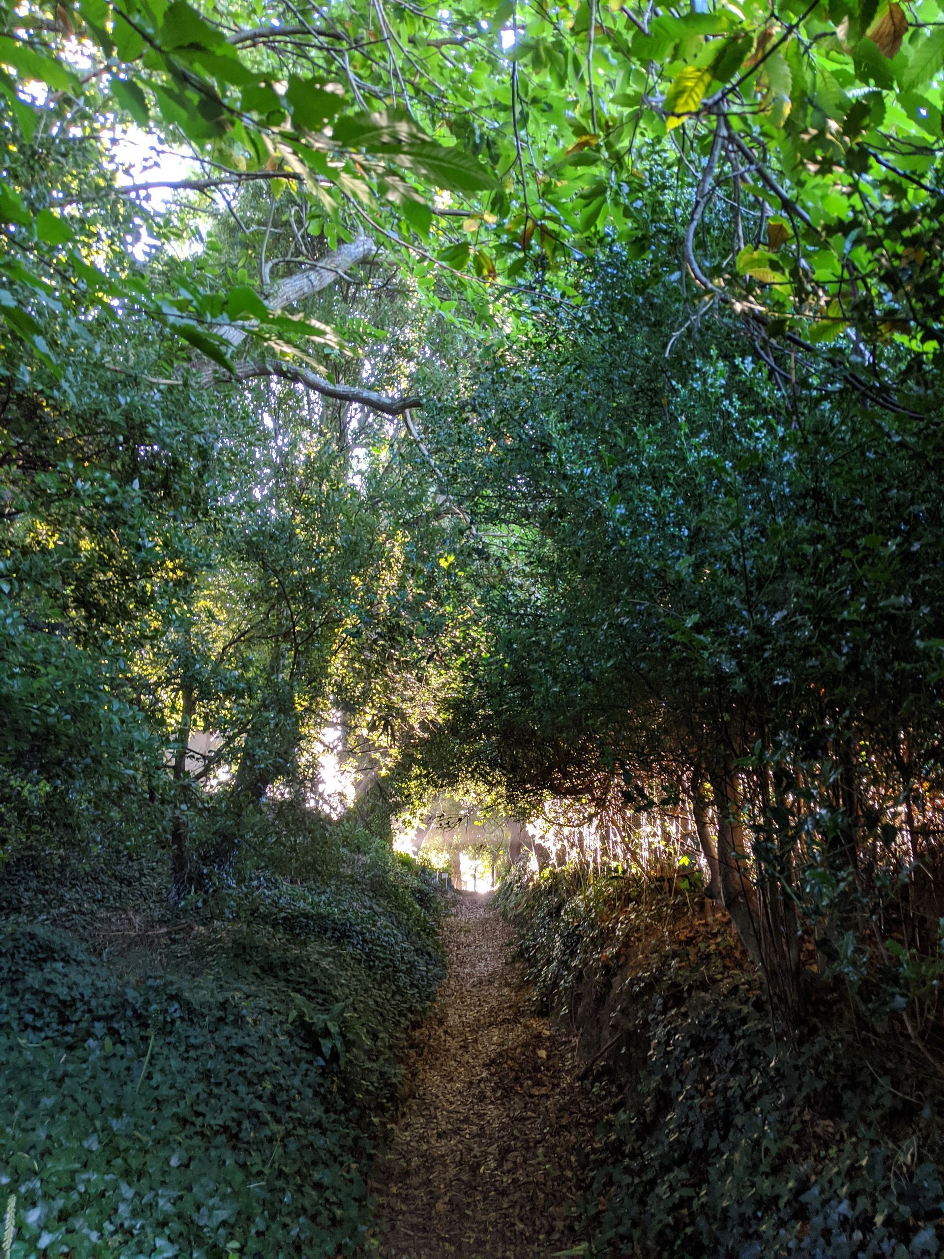 Pathways Gallery by Sue Cartwright, Spiral Leaf