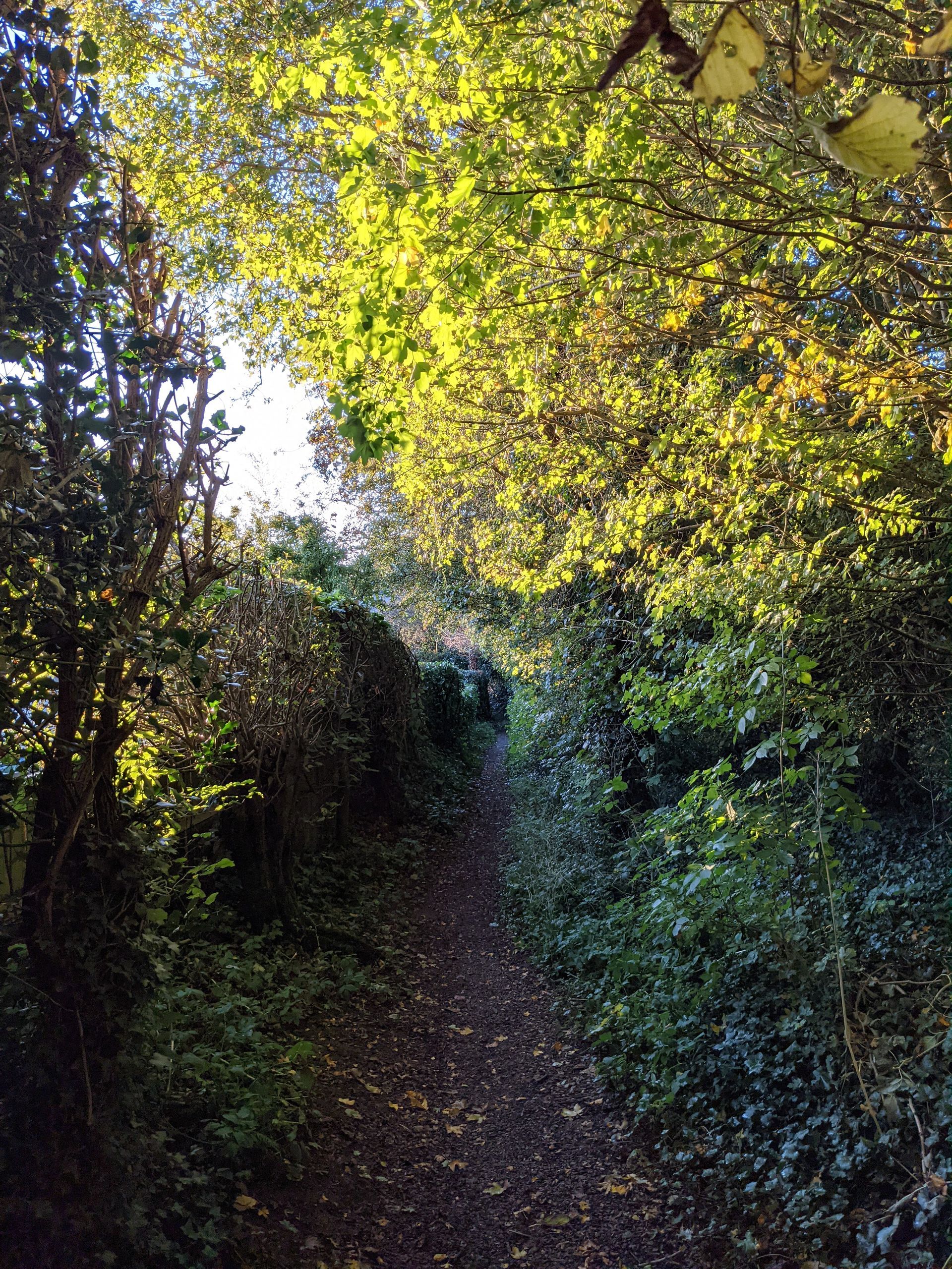 Pathway Gallery - Photograph by Sue Cartwright, Spiral Leaf