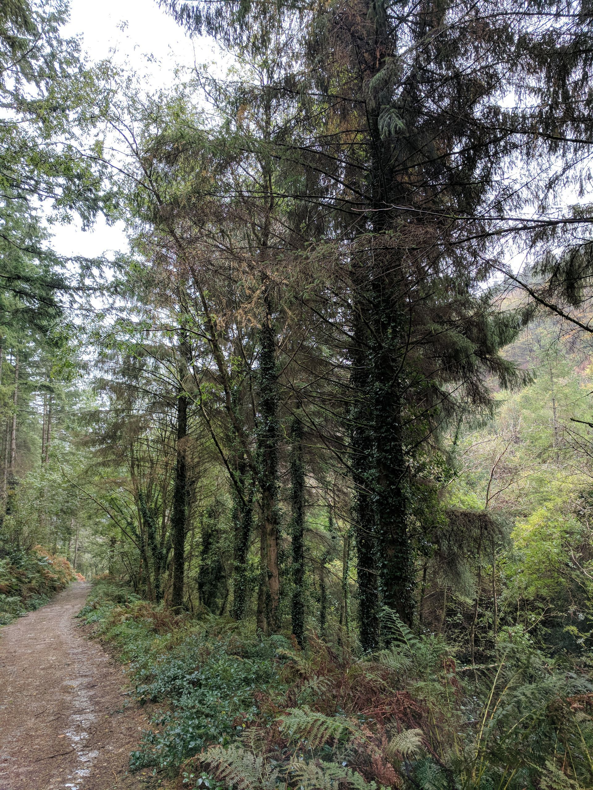 Pathway Gallery - Photograph by Sue Cartwright, Spiral Leaf