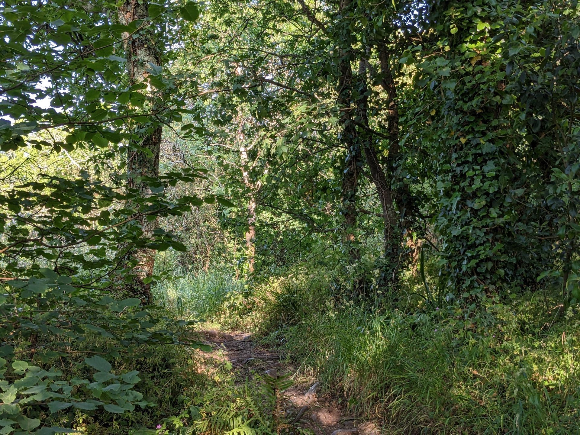 Pathway Gallery - Photograph by Sue Cartwright, Spiral Leaf