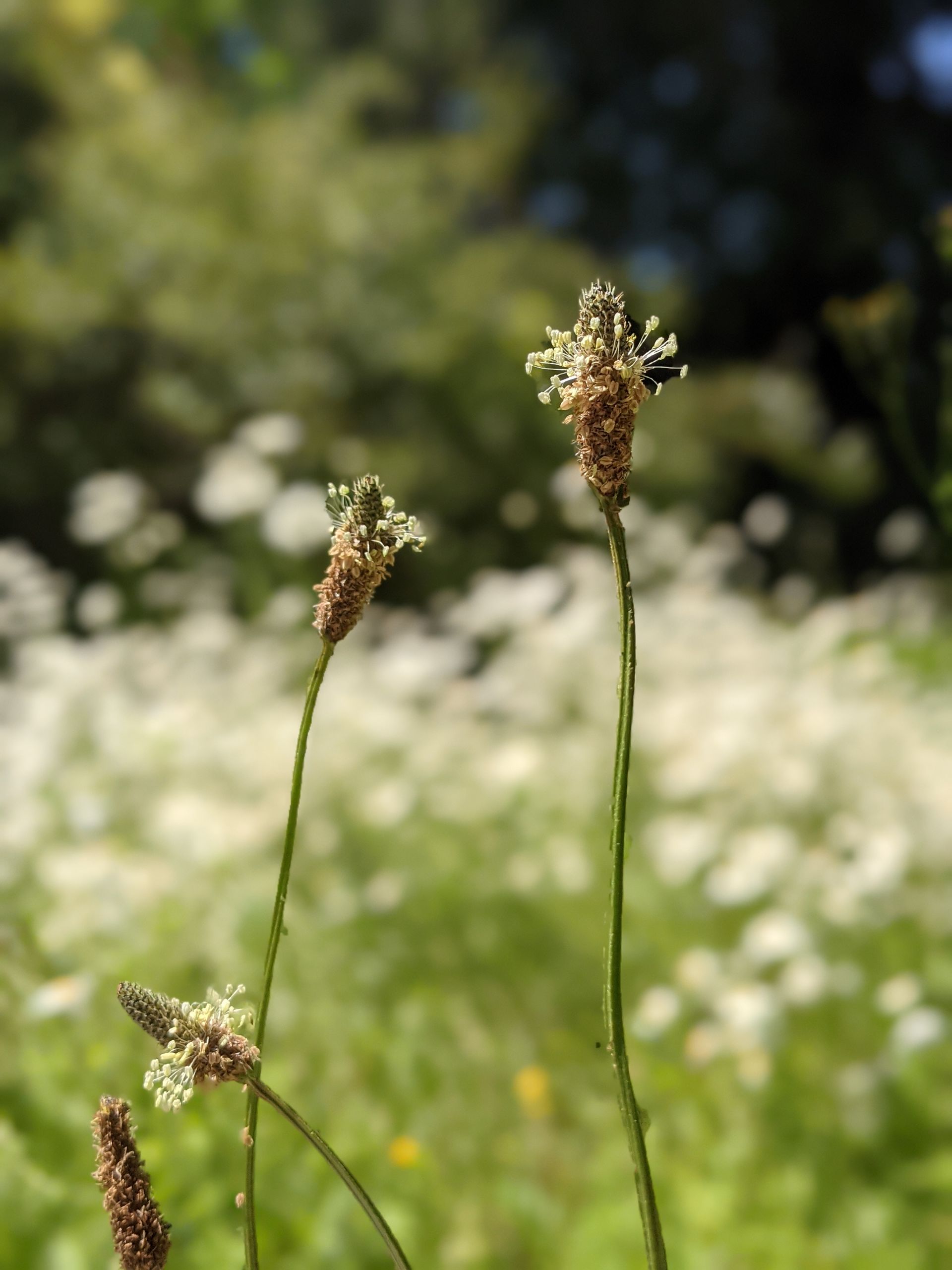 Plantain by Sue Cartwright, Spiral Leaf