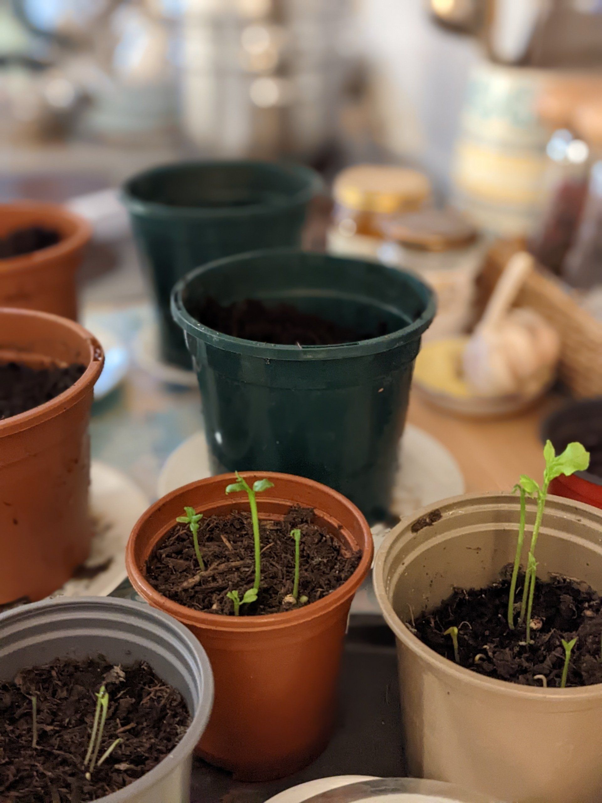 Almanac for January 2023 by Sue Cartwright, Spiral Leaf