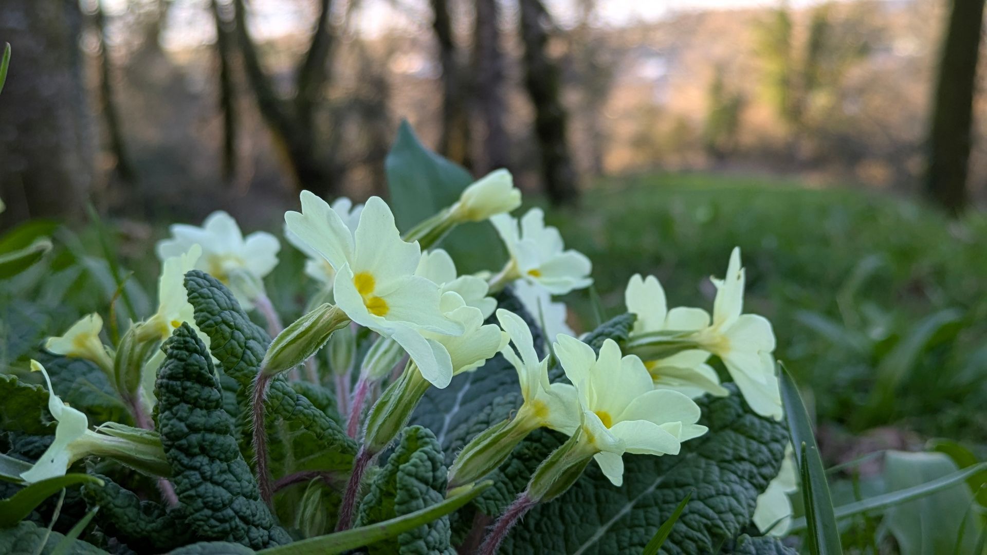 Wildflowers Gallery - Photograph by Sue Cartwright, Spiral Leaf