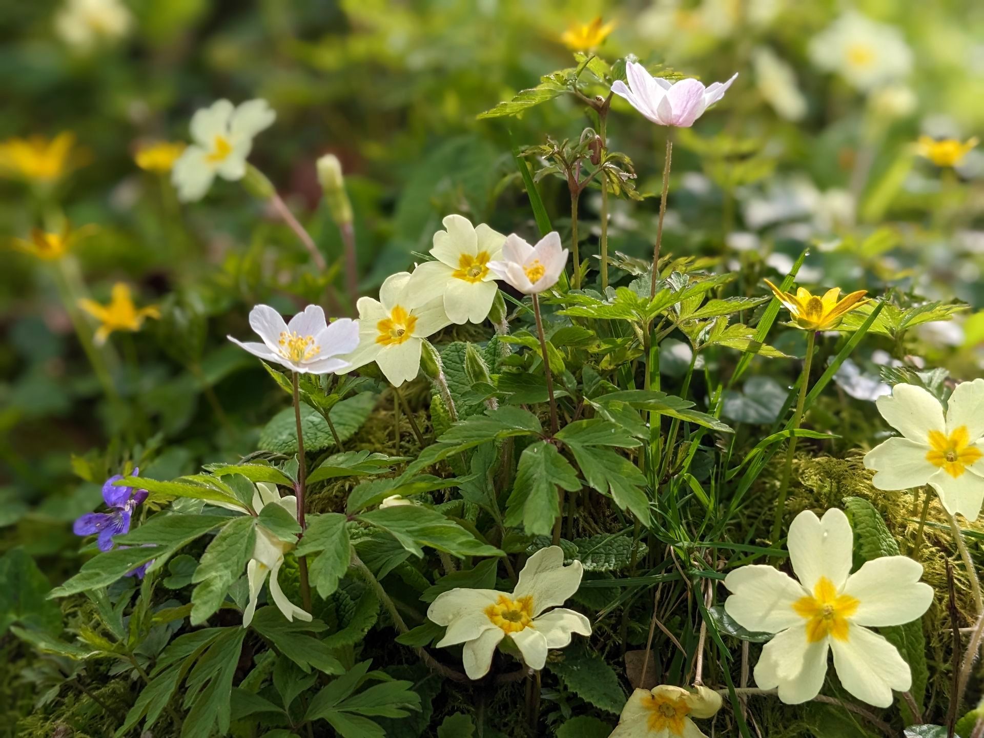 Wildflowers Gallery - Photograph by Sue Cartwright, Spiral Leaf