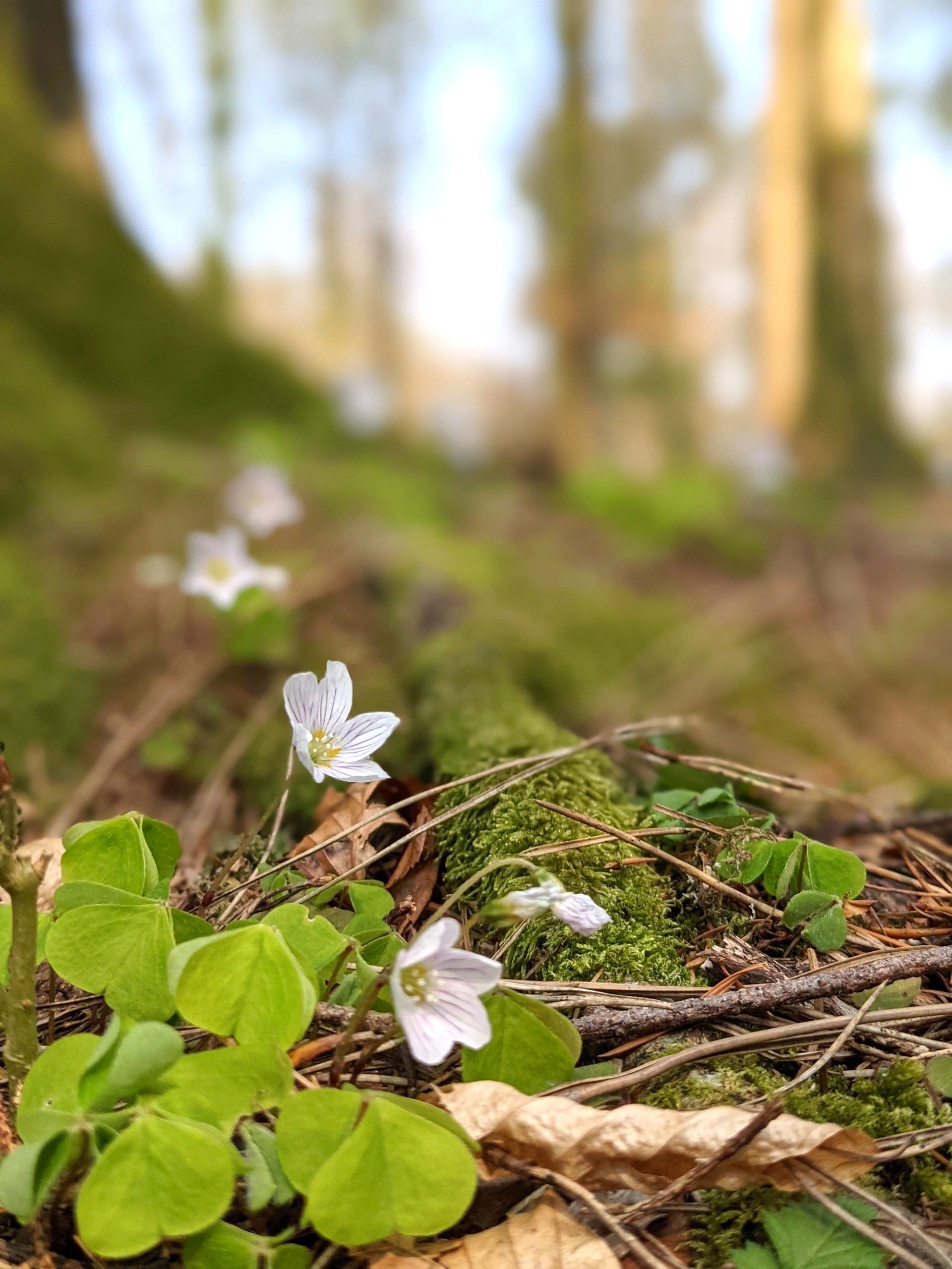 Wildflowers Gallery - Photograph by Sue Cartwright, Spiral Leaf