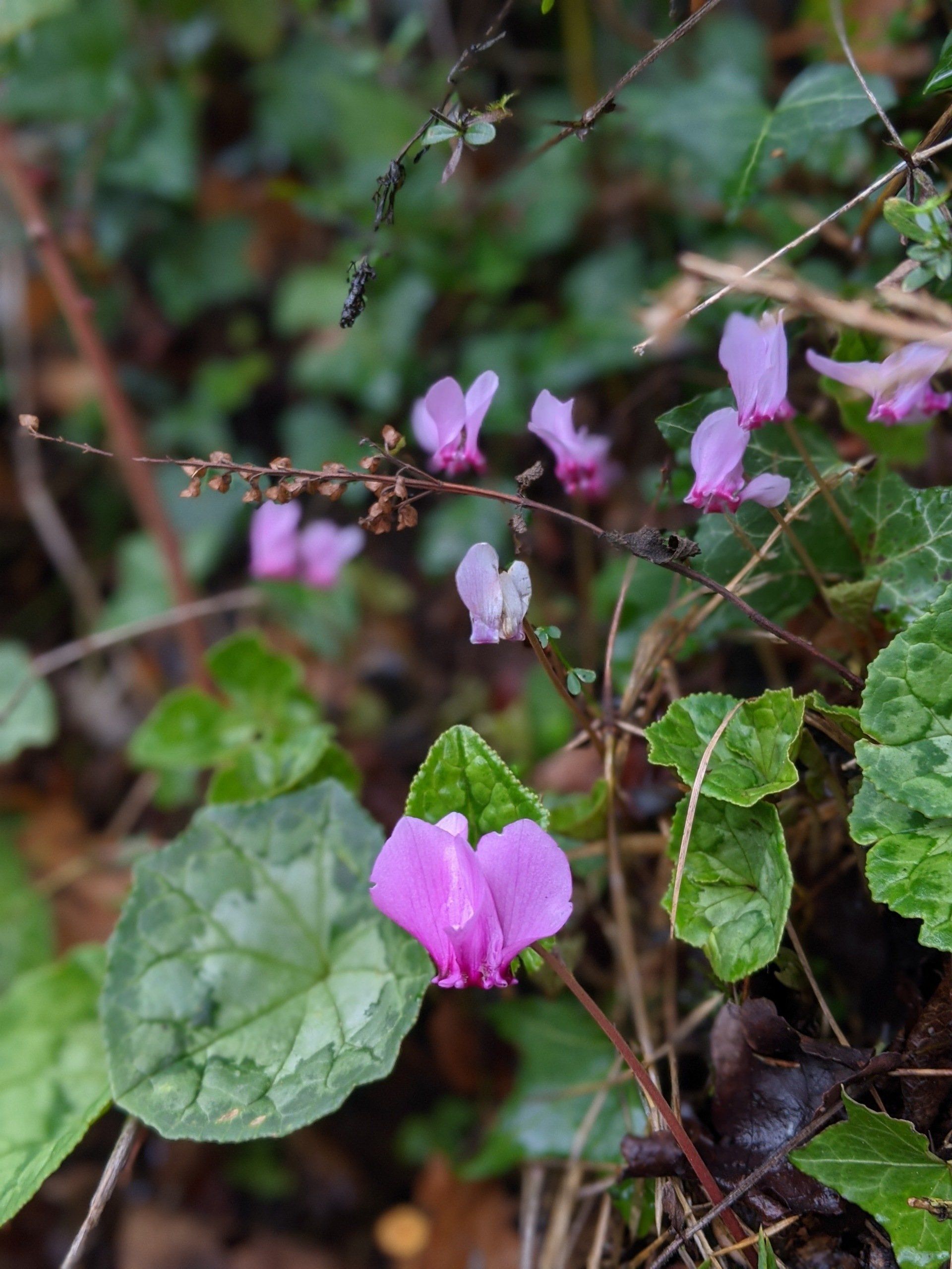 Wildflowers Gallery - Photograph by Sue Cartwright, Spiral Leaf