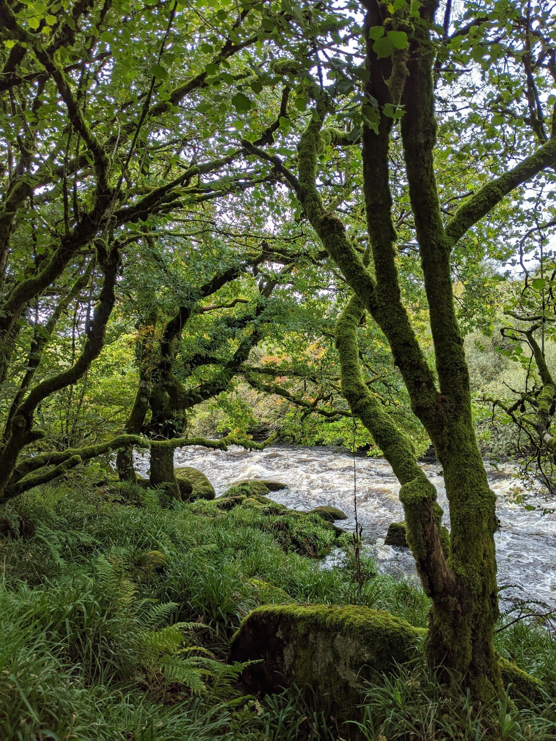 Riverside Gallery - Photograph by Sue Cartwright, Spiral Leaf