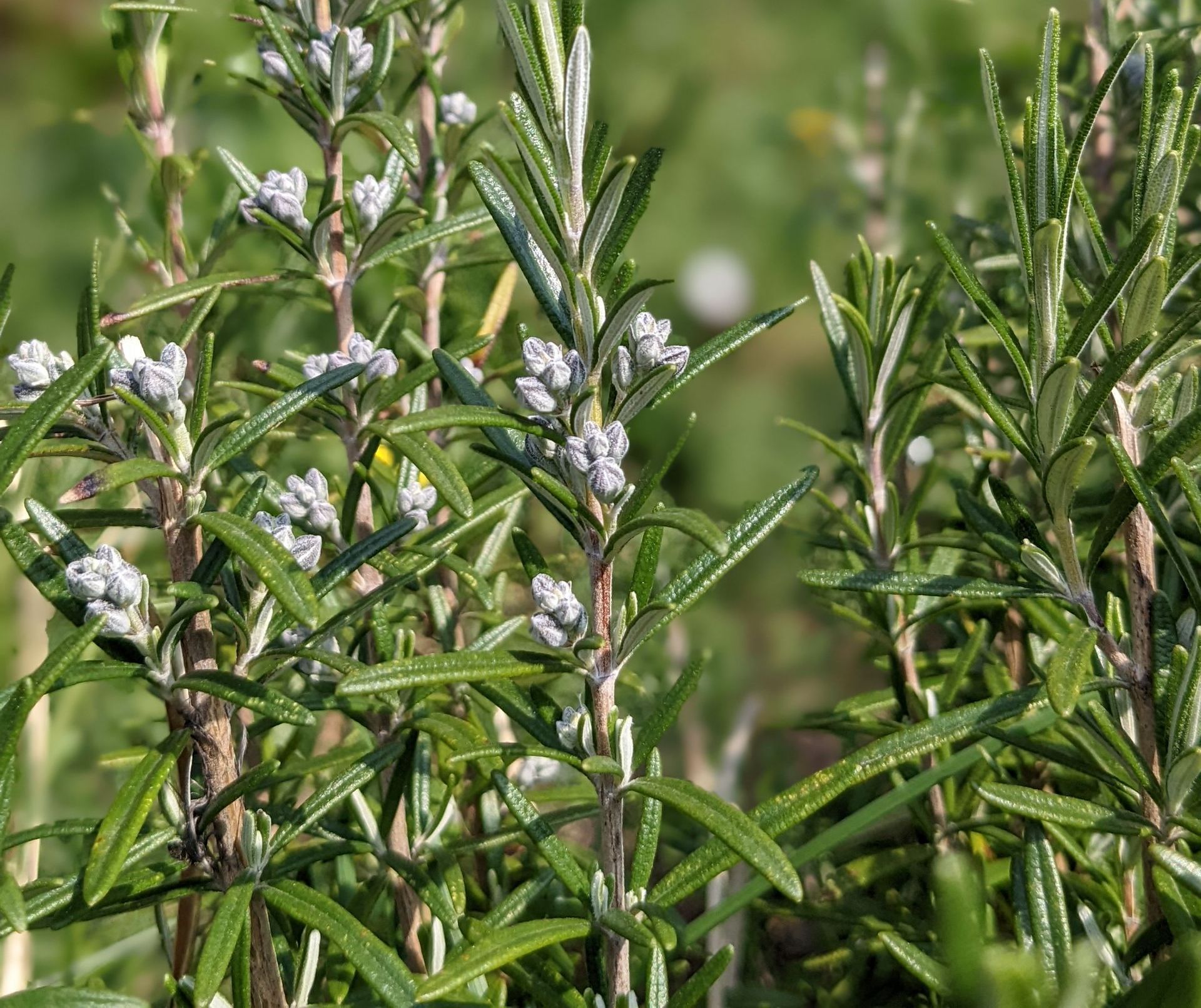 A Healing Herb (Rosemary) by Sue Cartwright, Spiral Leaf