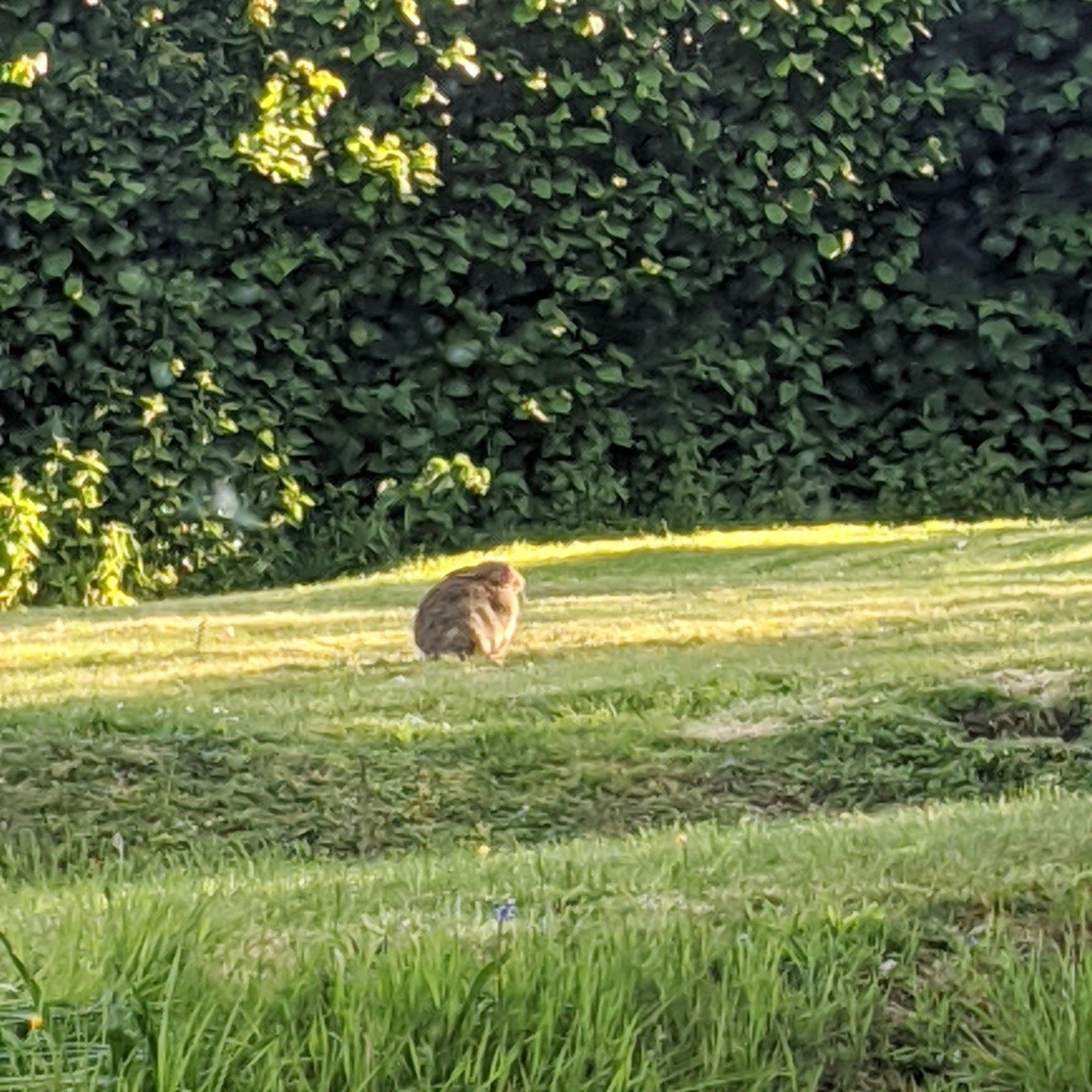 Almanac for May 2023 by Sue Cartwright, Spiral Leaf