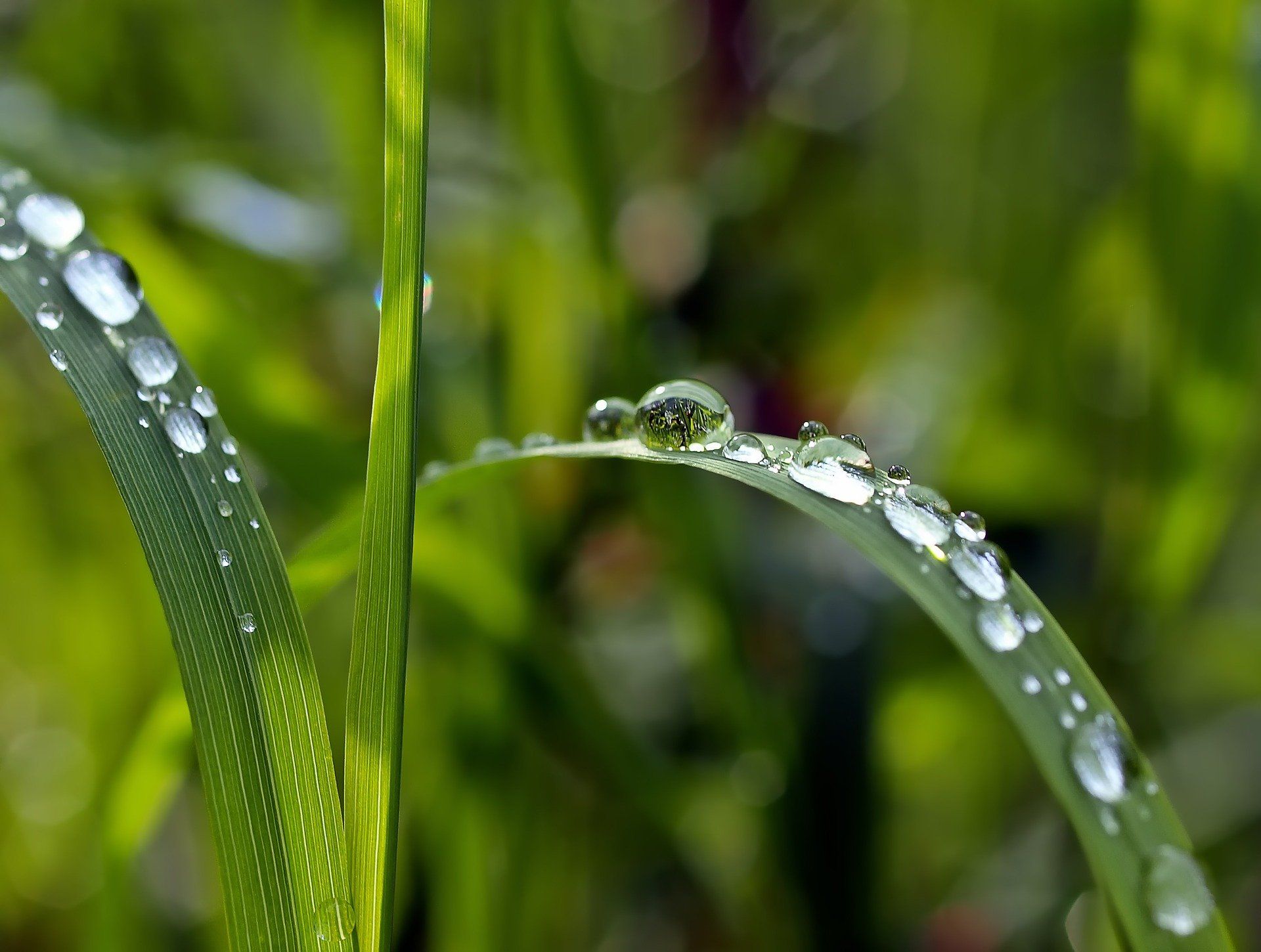 The Healing Power of Water by Sue Cartwright, Spiral Leaf