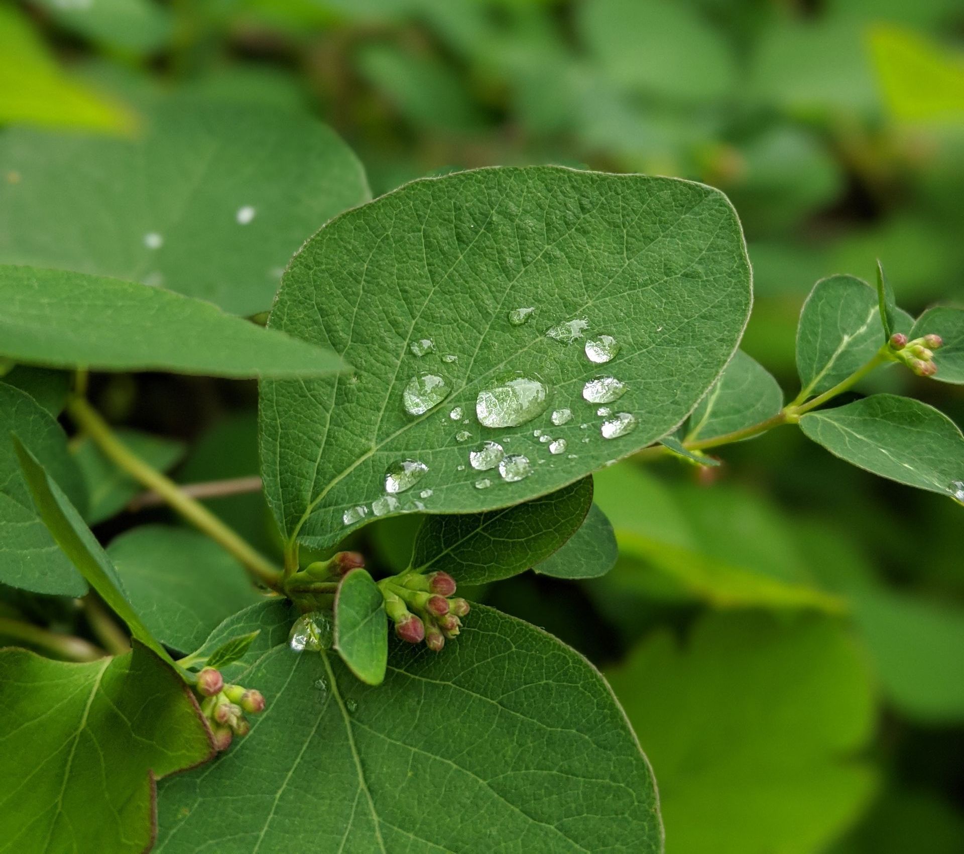 Nature's Breath - Poem and Photograph by Sue Cartwright, Spiral Leaf