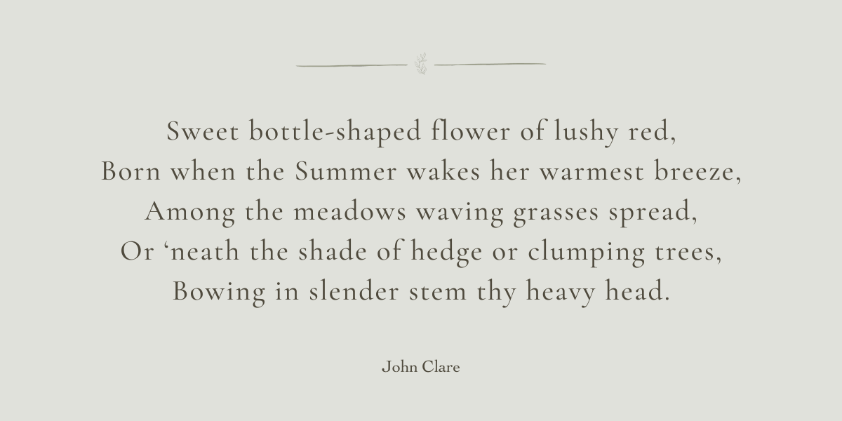 A Healing Herb (Red Clover) by Sue Cartwright, Spiral Leaf