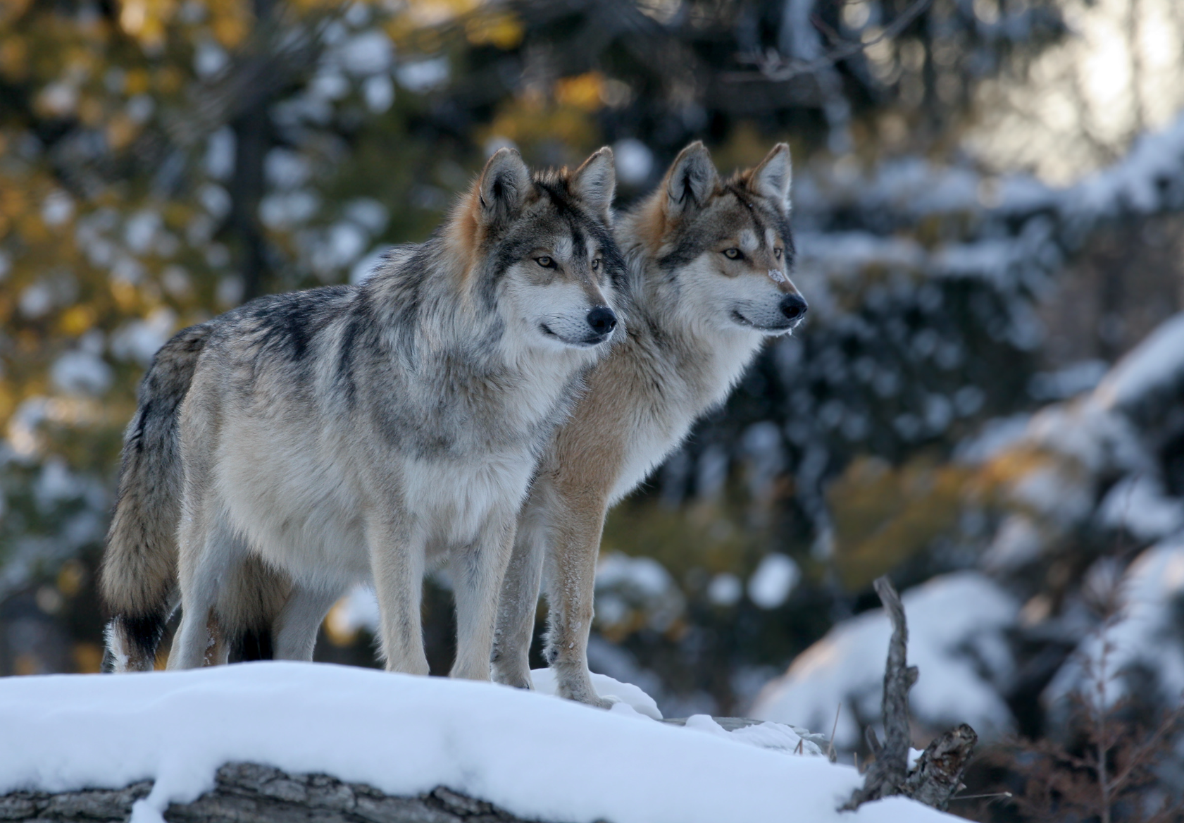 Return of the Wolves by Sue Cartwright, Spiral Leaf