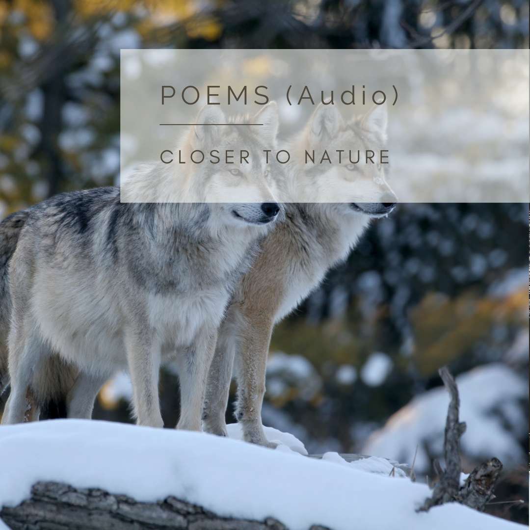 Return of the Wolves - An Audio Poem and Video by Sue Cartwright, Spiral Leaf