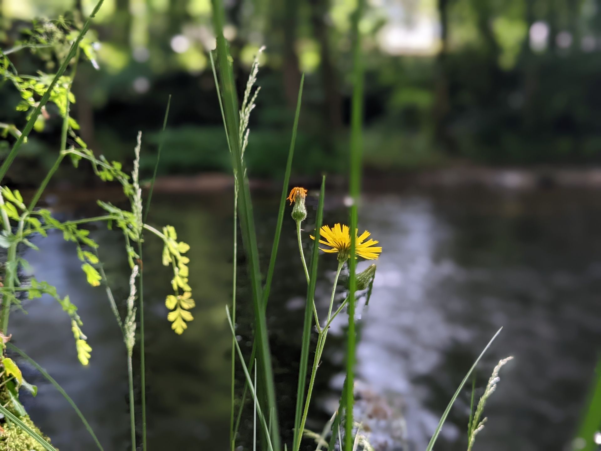 Be The Flow - A Poem by Sue Cartwright, Spiral Leaf