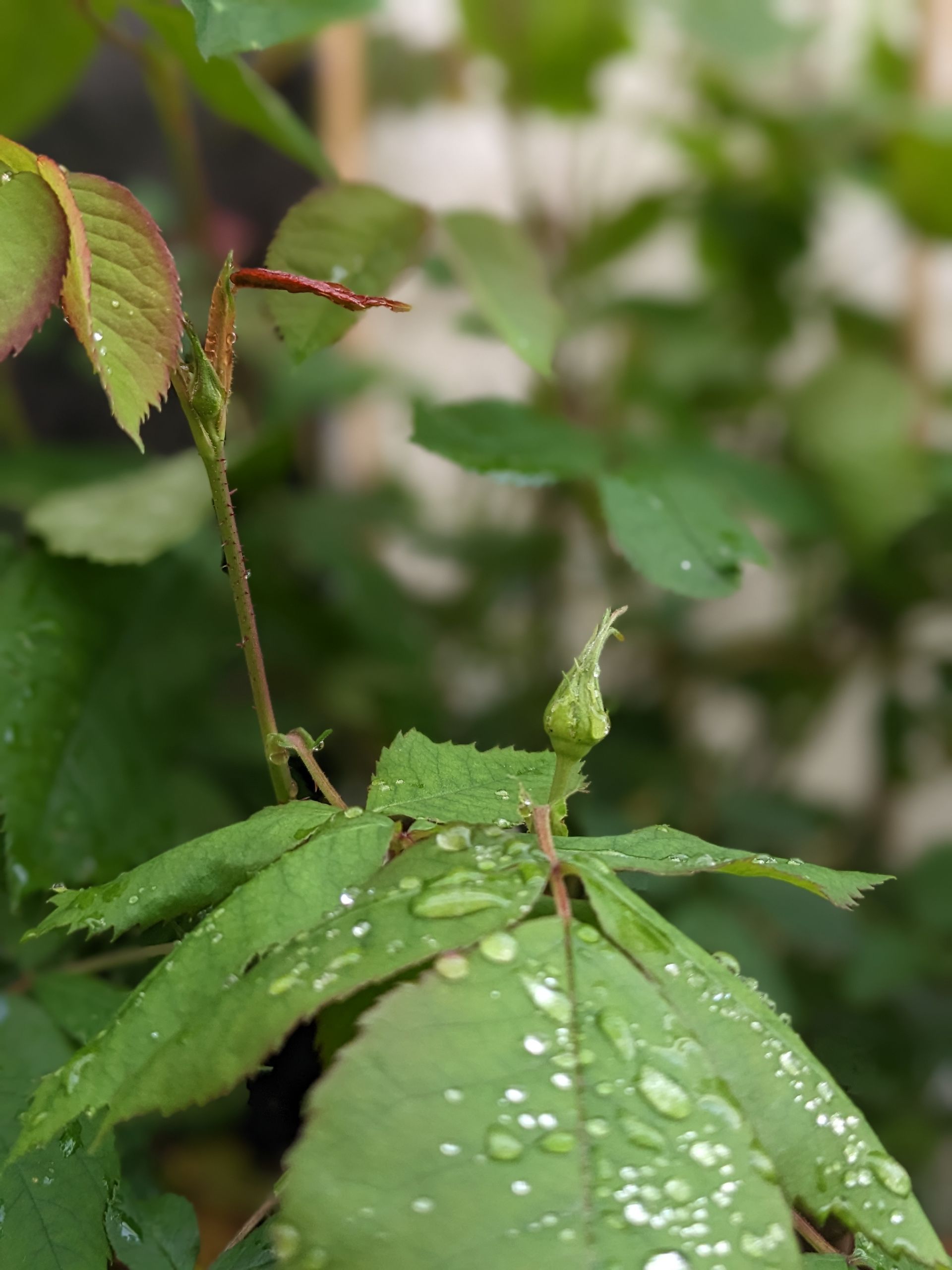 Rose Garden Gallery - Photograph by Sue Cartwright, Spiral Leaf
