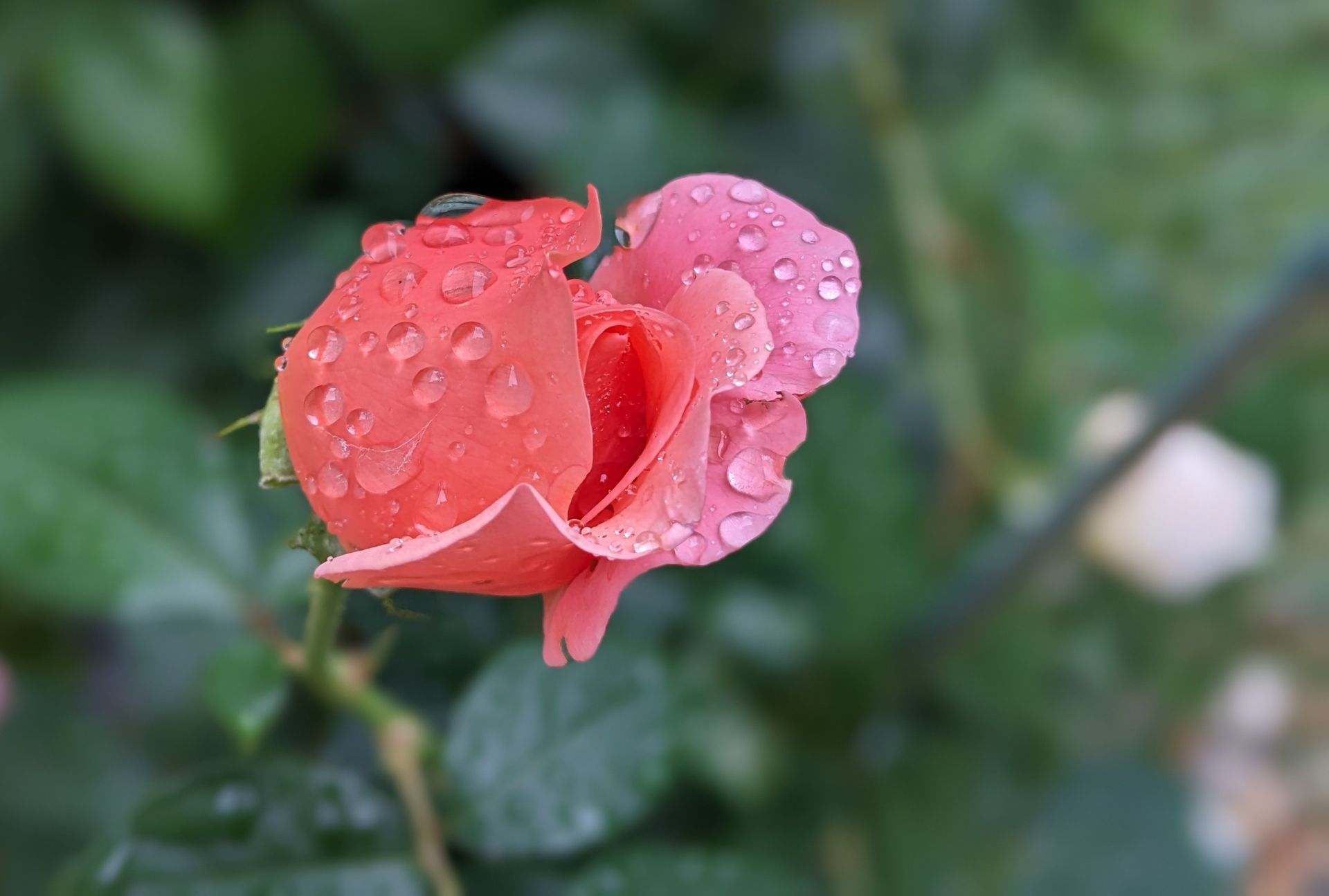 Rose Garden Gallery - Photograph by Sue Cartwright, Spiral Leaf