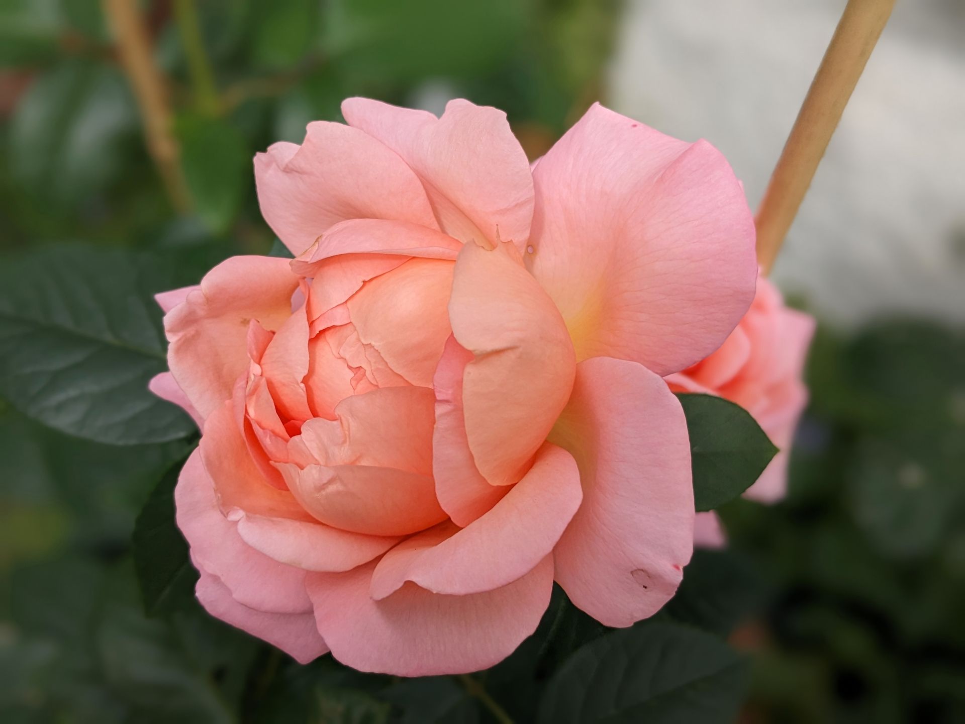 Rose Garden Gallery - Photograph by Sue Cartwright, Spiral Leaf