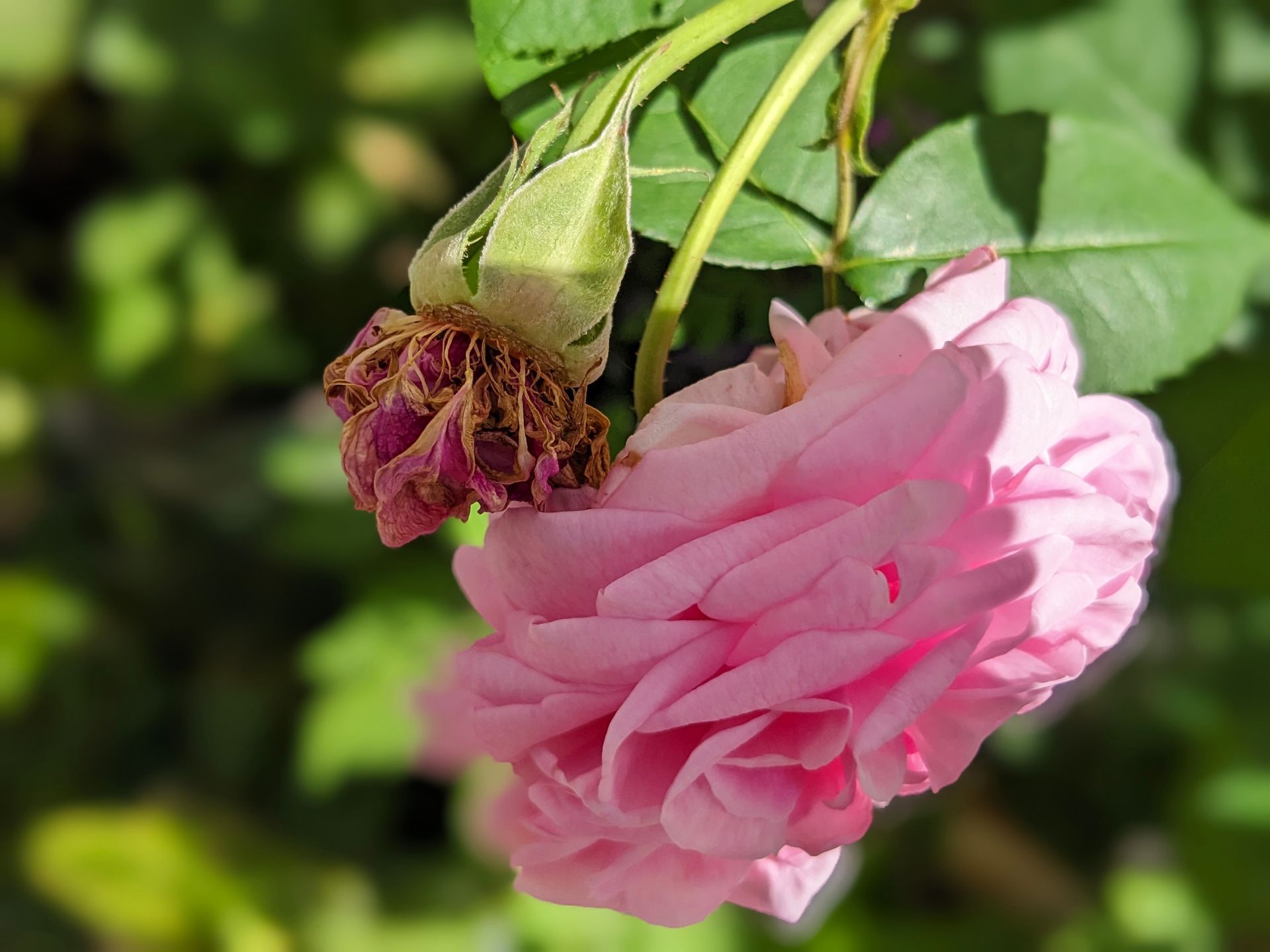 Gardener's Friend by Sue Cartwright, Spiral Leaf