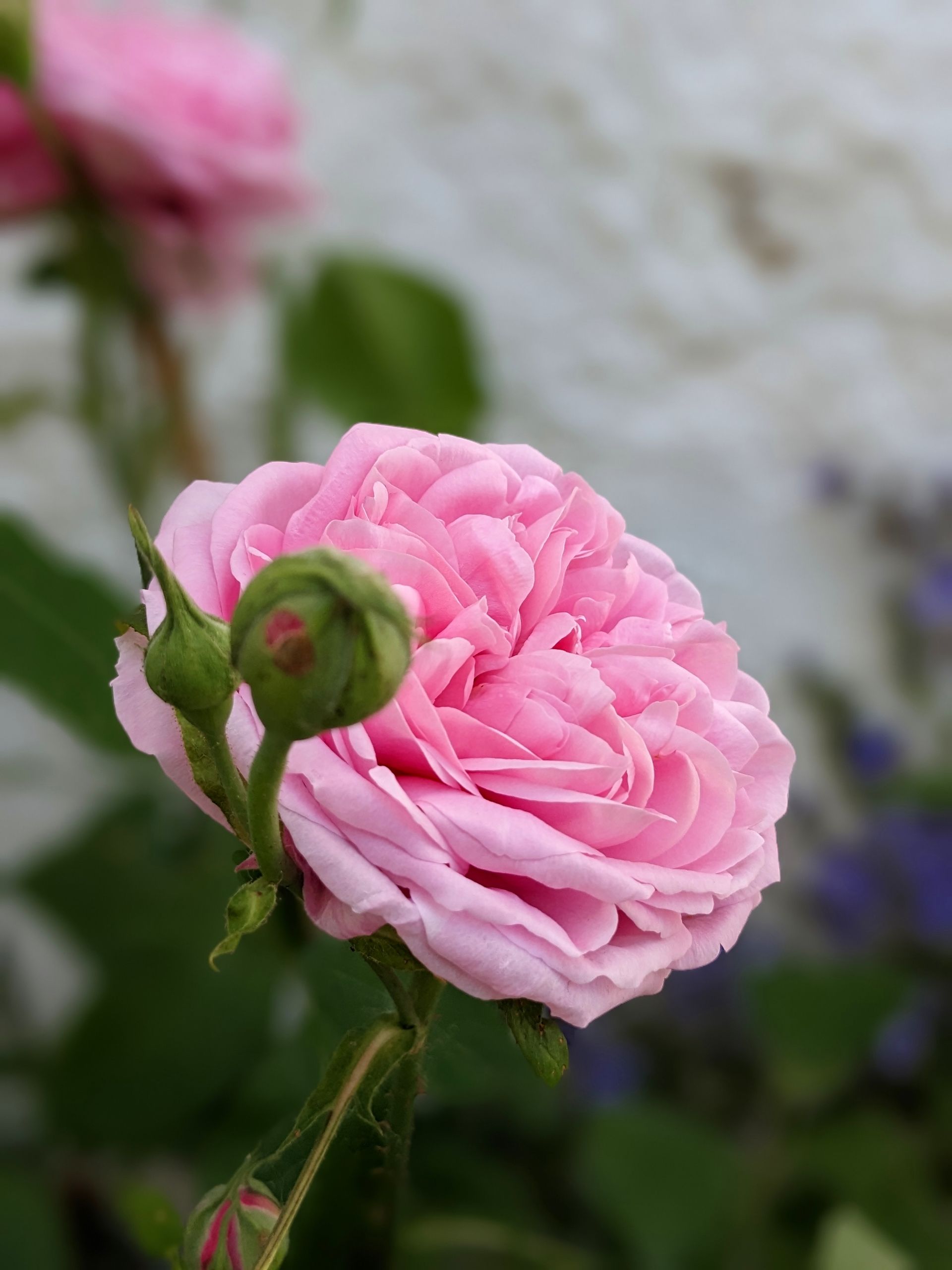 Rose Garden Gallery - Photograph by Sue Cartwright, Spiral Leaf