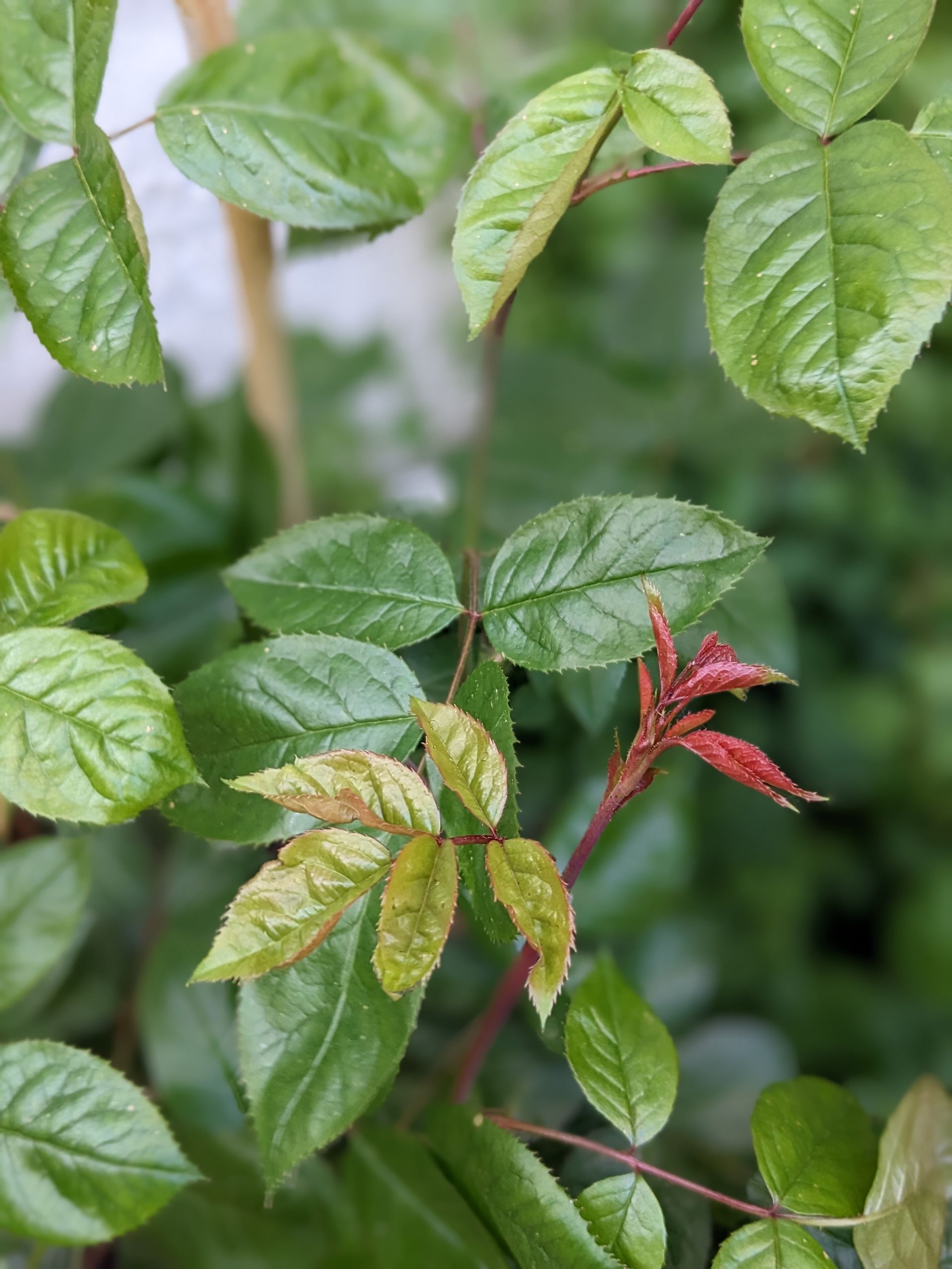 Rose Garden Gallery - Photograph by Sue Cartwright, Spiral Leaf