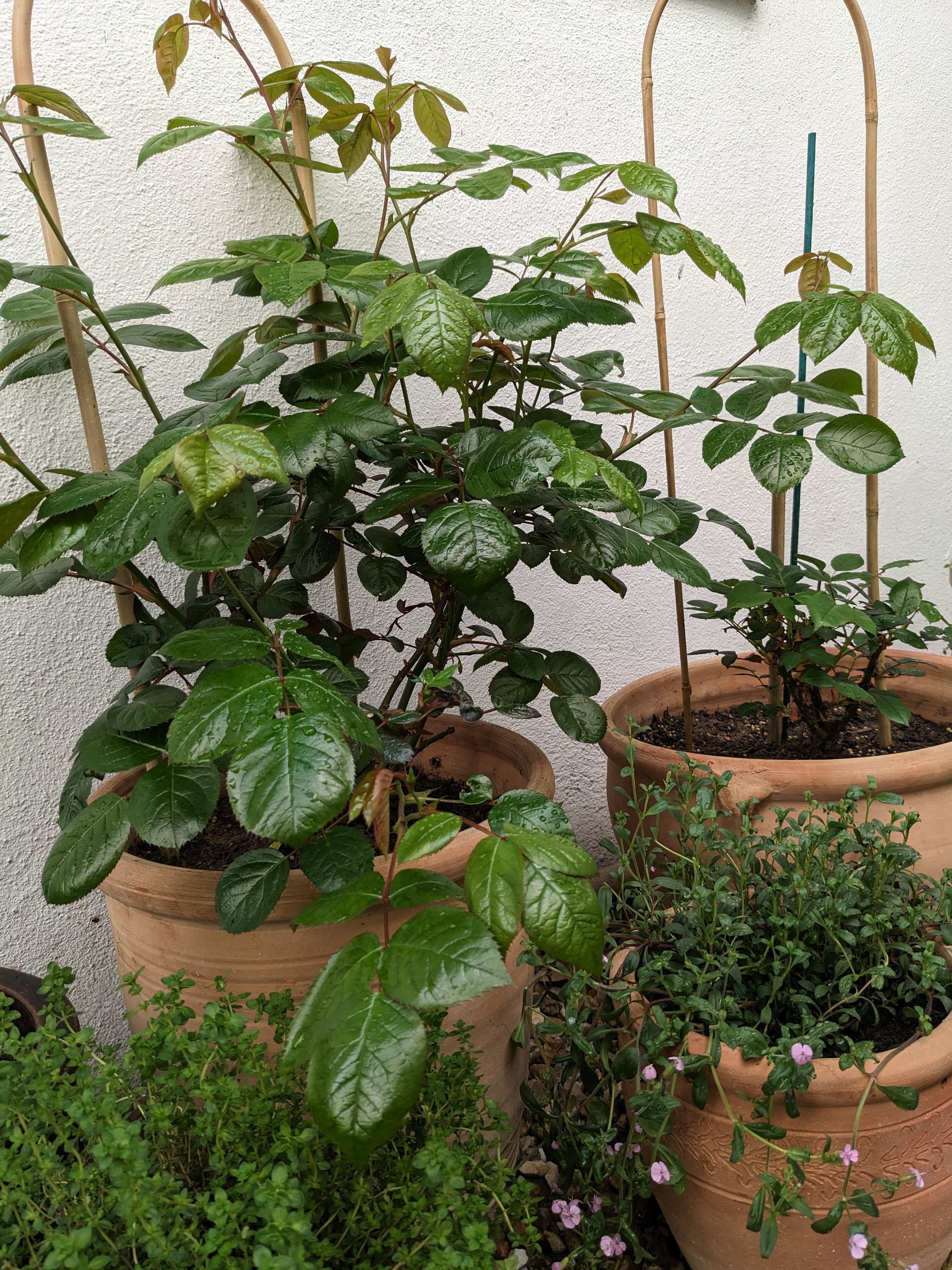 Rose Garden Gallery - Photograph by Sue Cartwright, Spiral Leaf