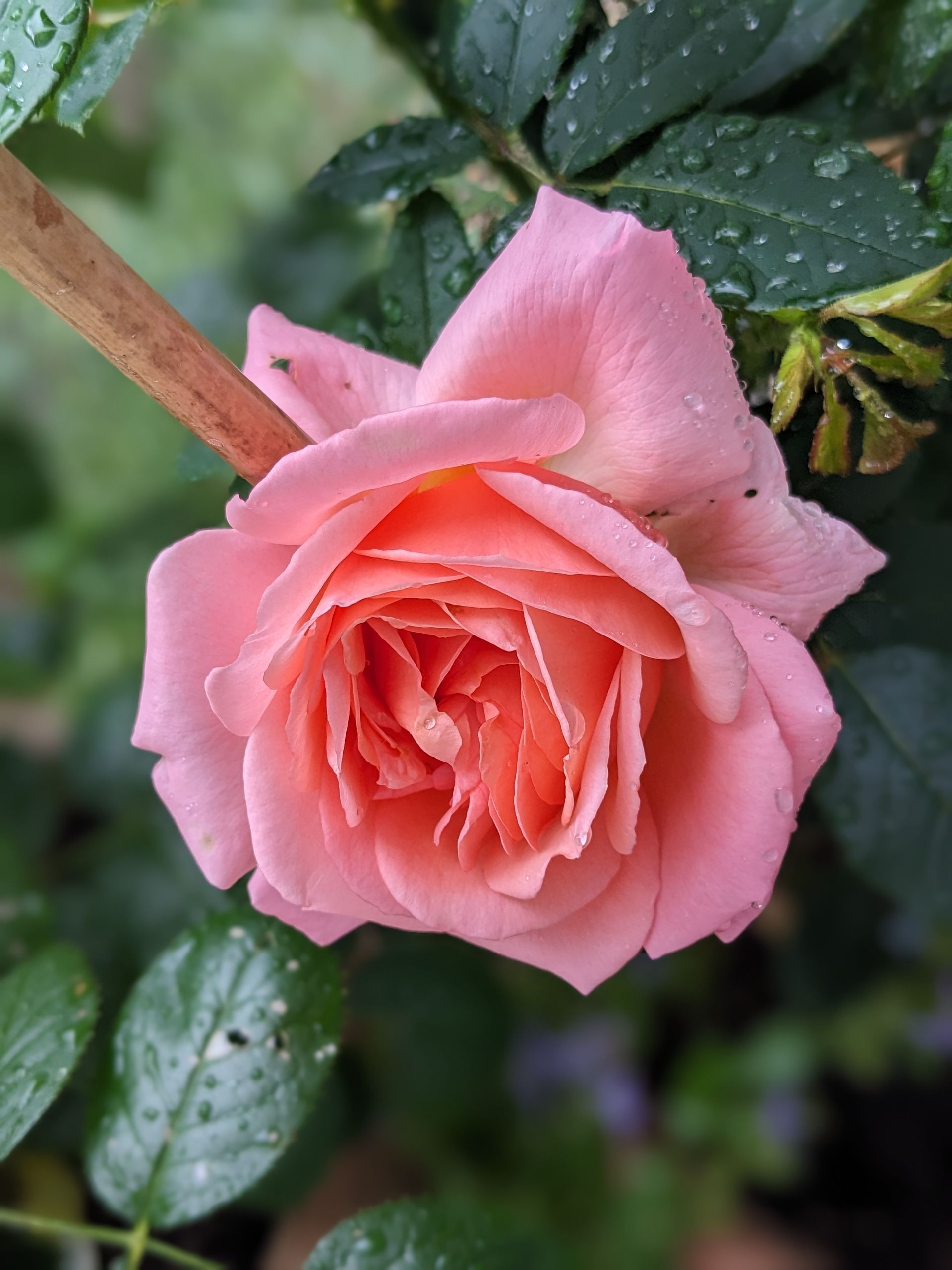 Rose Garden Gallery - Photograph by Sue Cartwright, Spiral Leaf