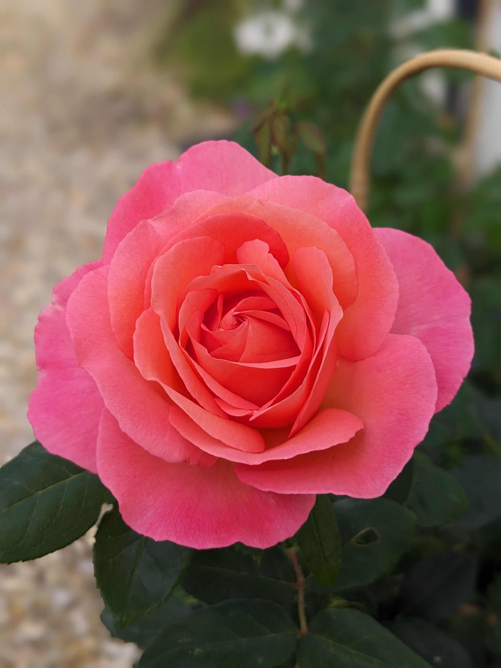 Rose Garden Gallery - Photograph by Sue Cartwright, Spiral Leaf