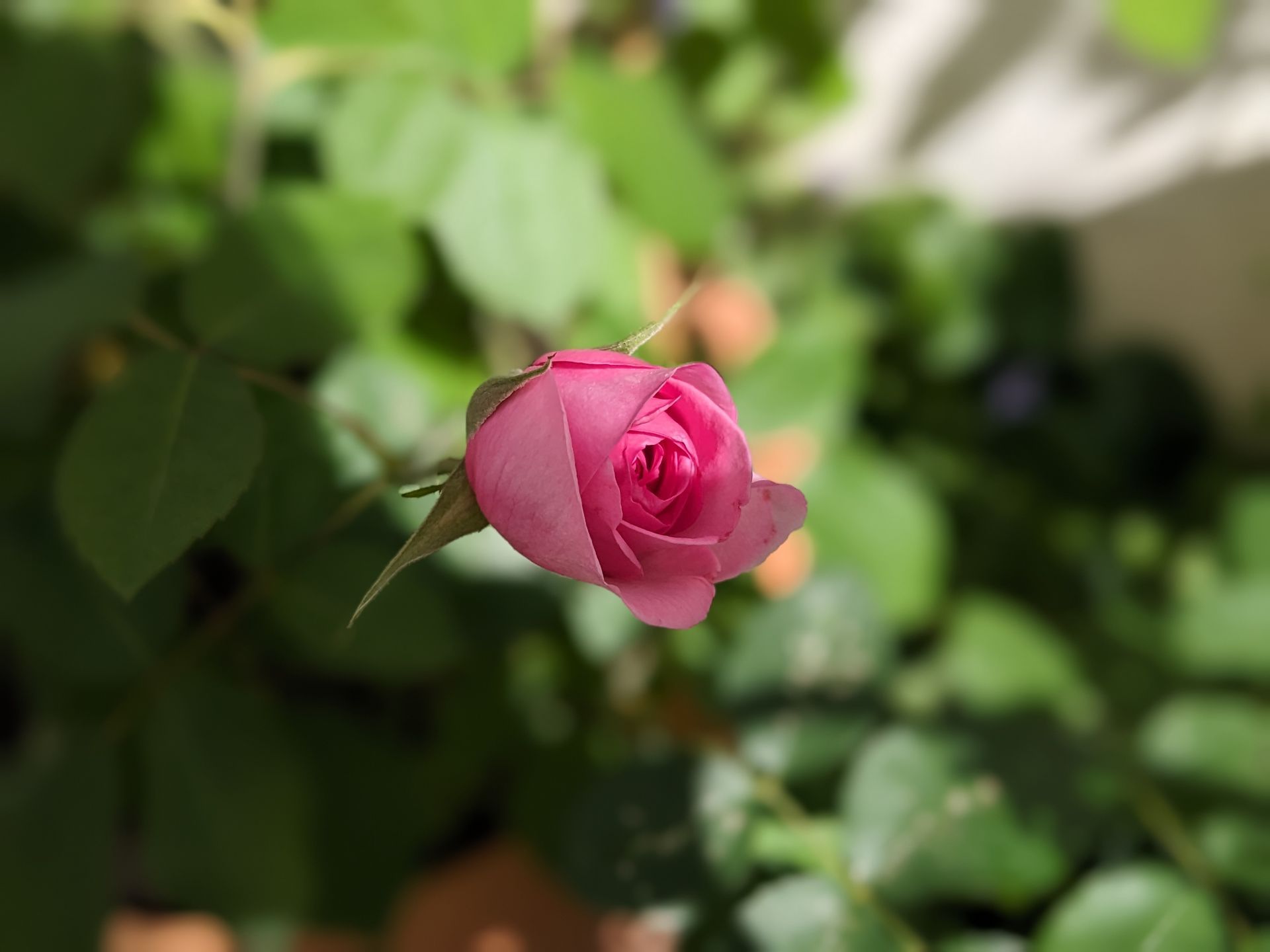 Rose Garden Gallery - Photograph by Sue Cartwright, Spiral Leaf