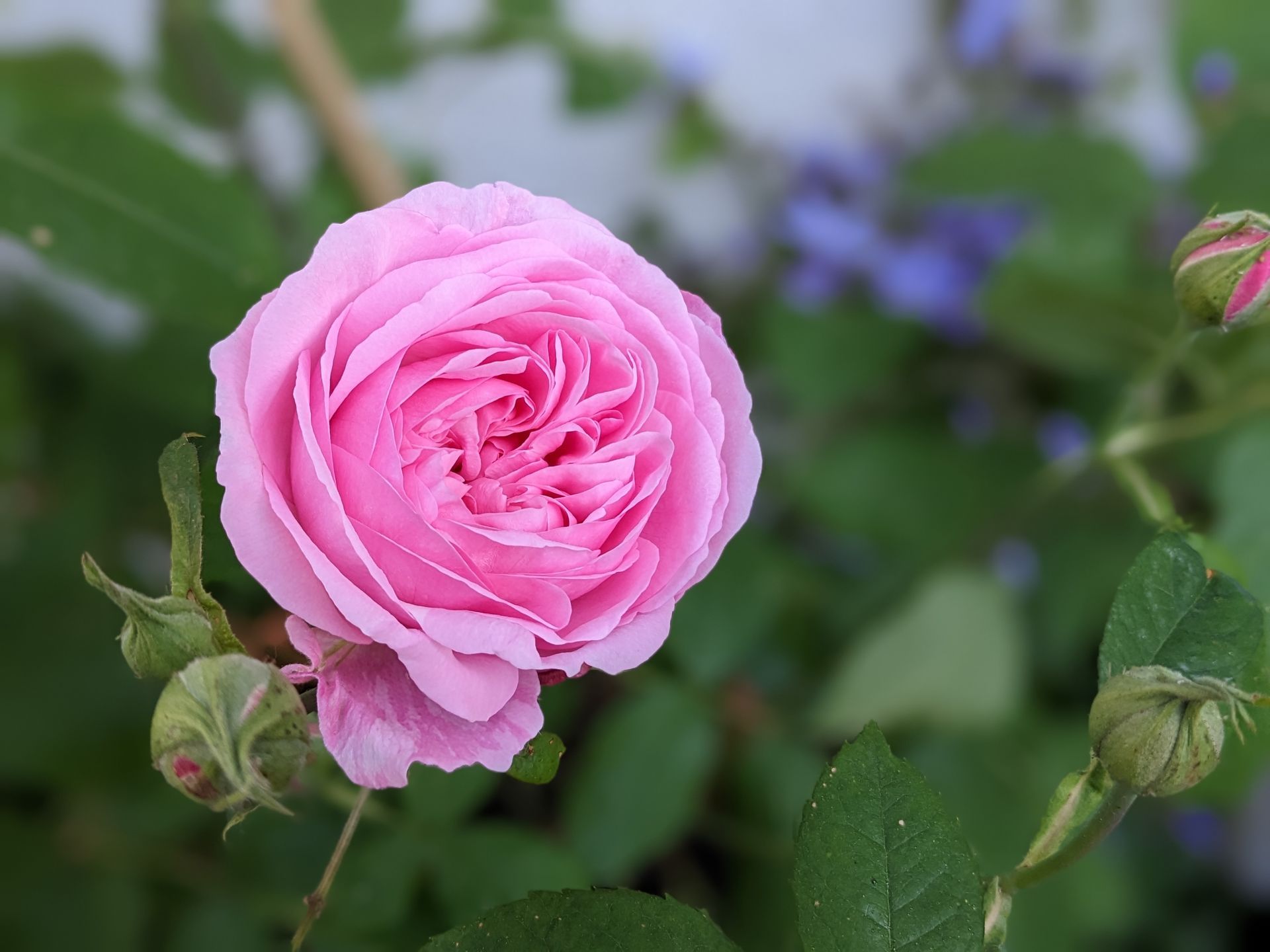 Rose Garden Gallery - Photograph by Sue Cartwright, Spiral Leaf
