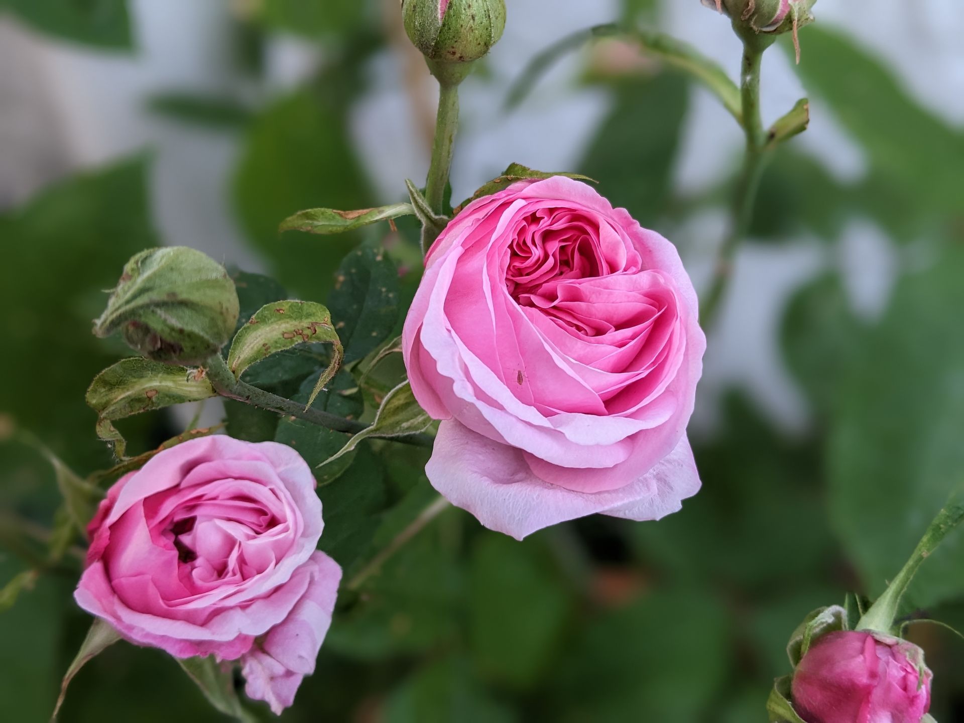 Rose Garden Gallery - Photograph by Sue Cartwright, Spiral Leaf