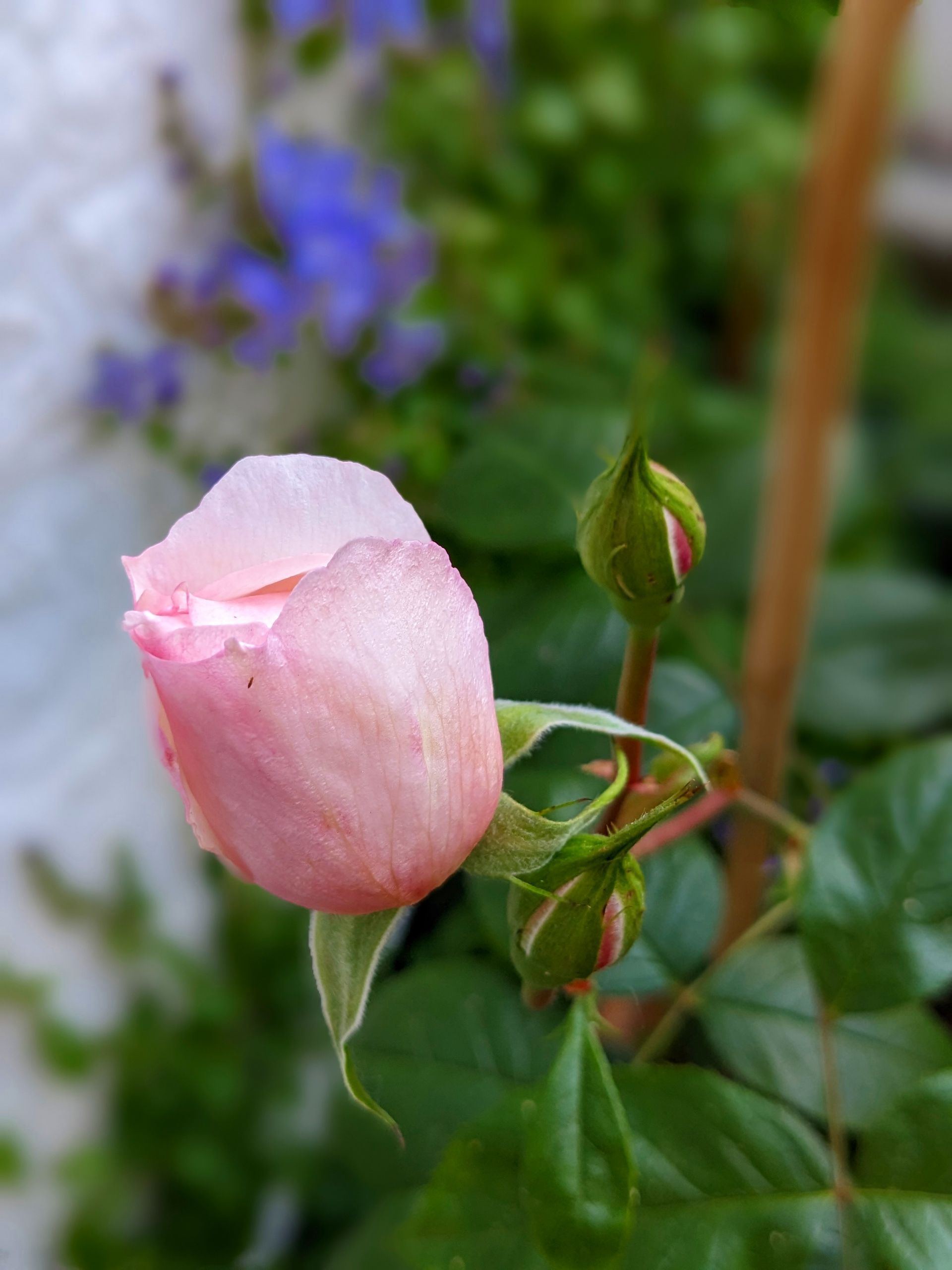 Rose Garden Gallery - Photograph by Sue Cartwright, Spiral Leaf