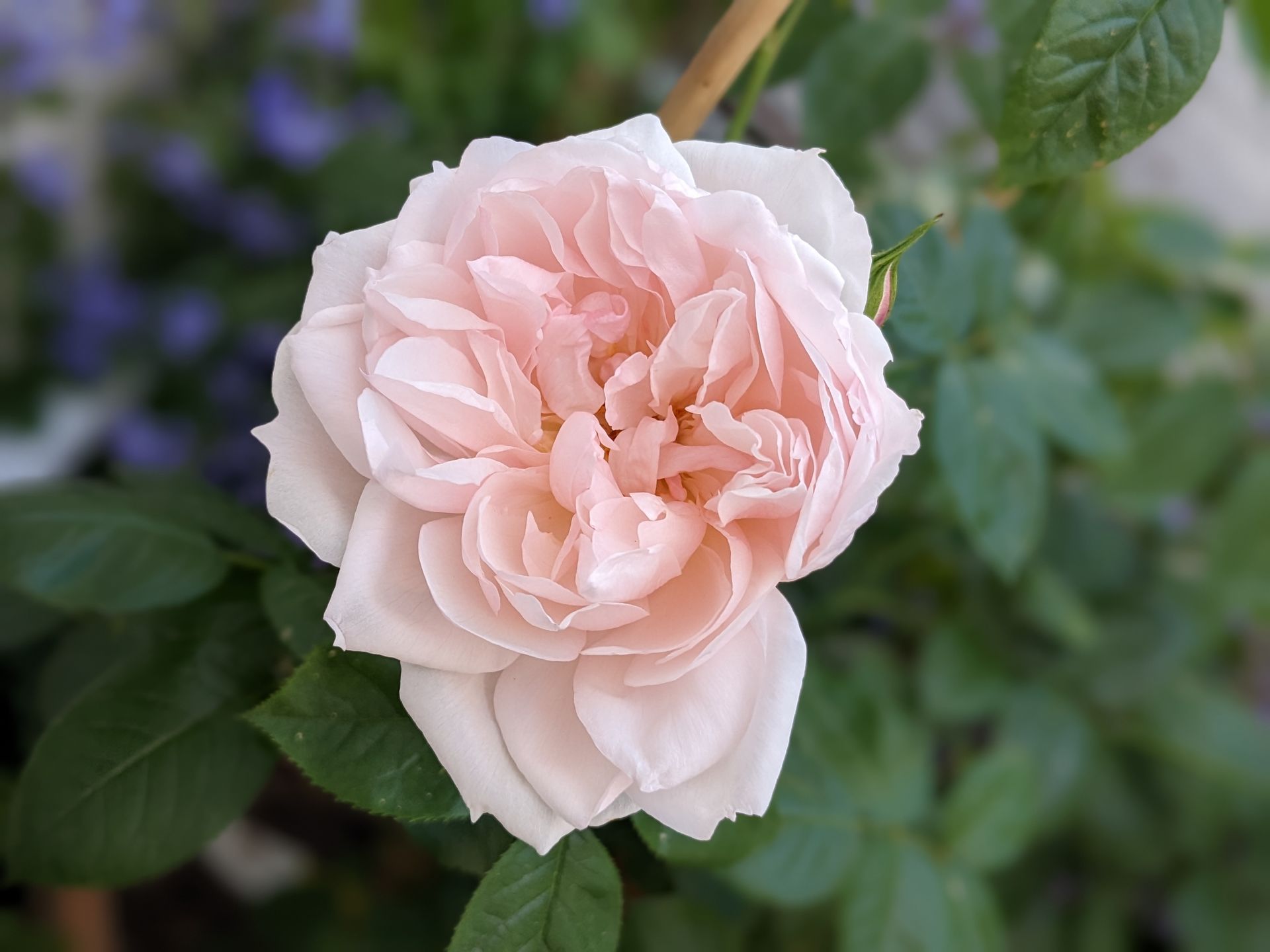 My Rose Garden Gallery by Sue Cartwright, Spiral Leaf