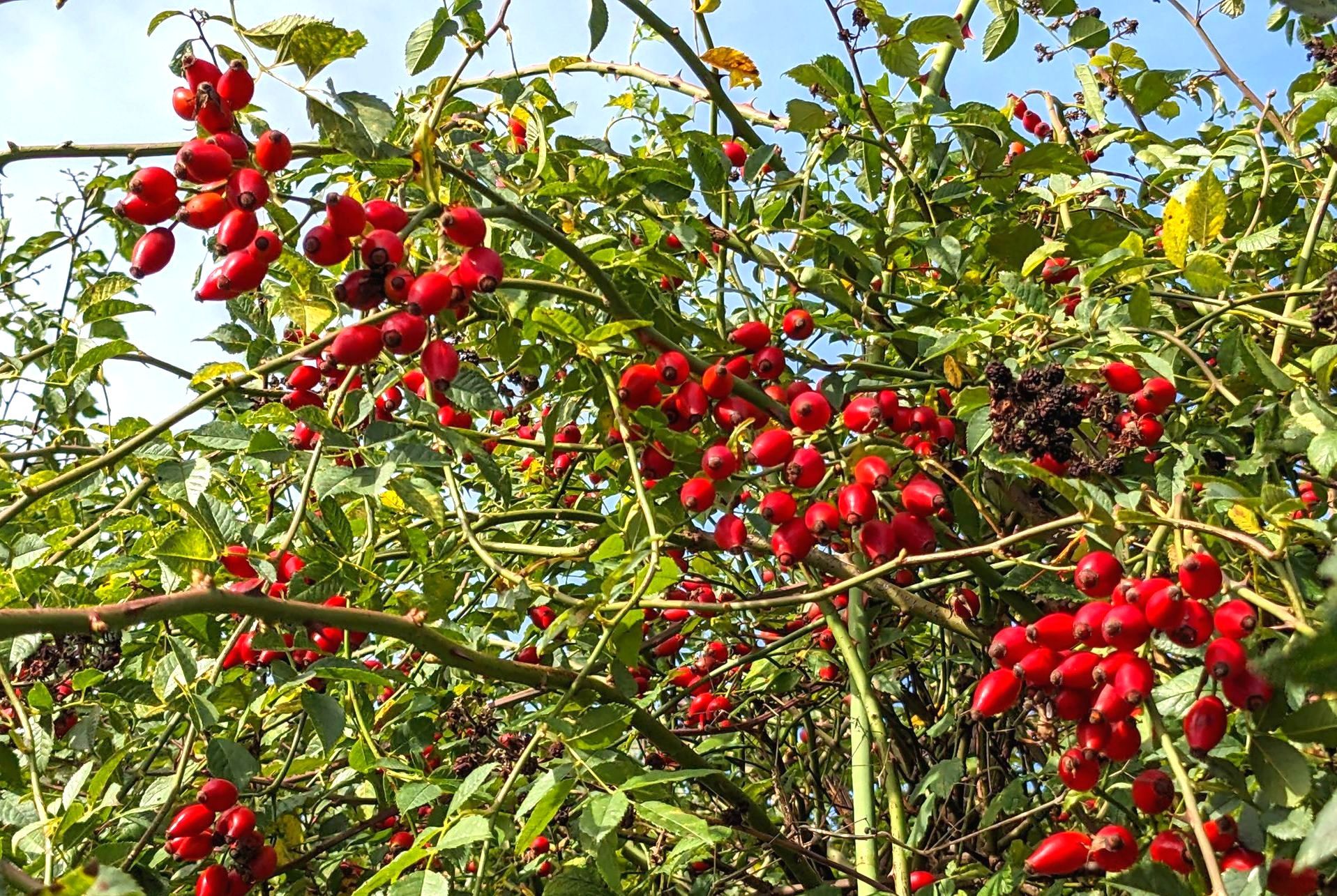 Wild Fruits Gallery - Photograph by Sue Cartwright, Spiral Leaf