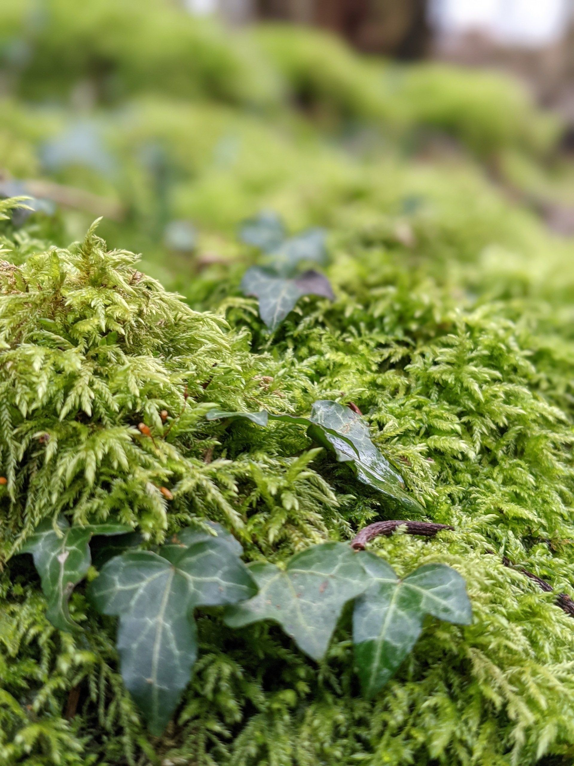 Woodland Gallery - Photograph by Sue Cartwright, Spiral Leaf