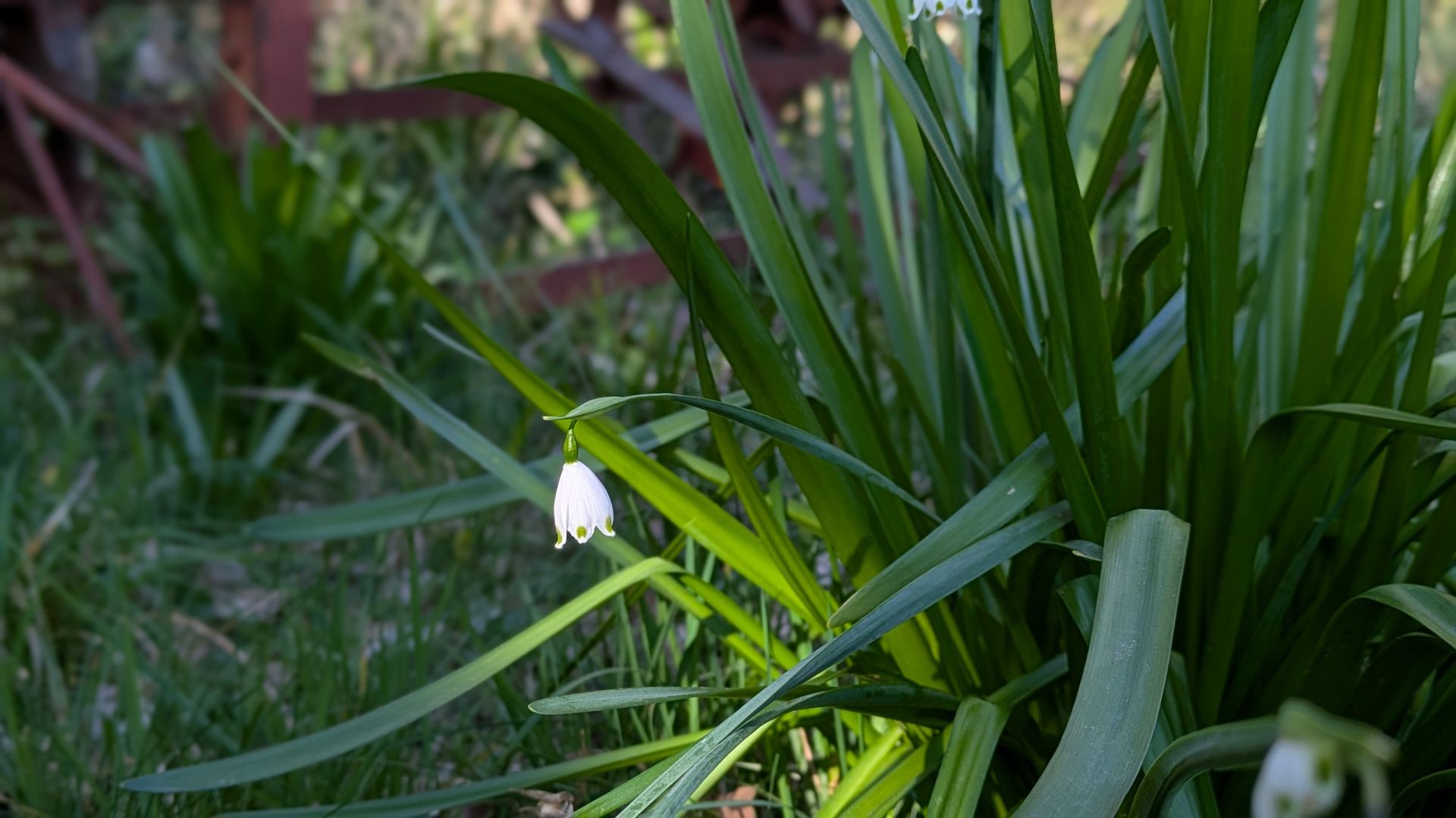 Handpressed Artwork (Slow Pressing and Drying) - Sue Cartwright, Spiral Leaf